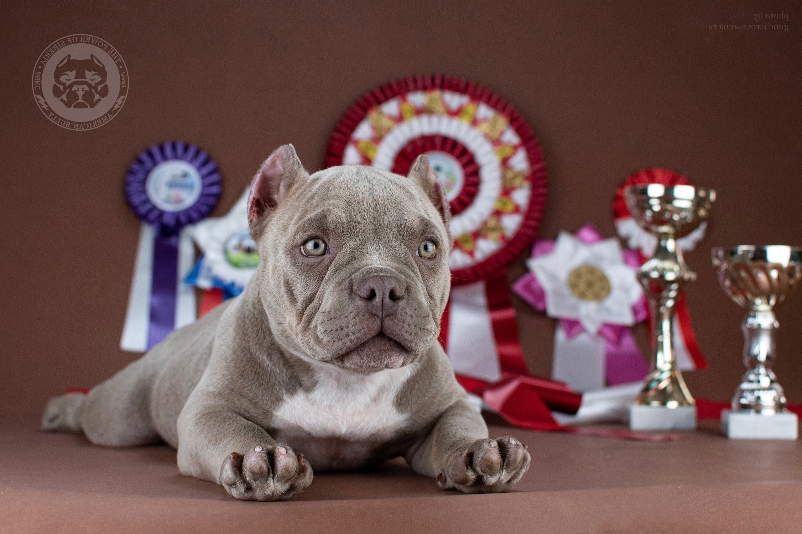 американский булли Юг, американский булли южный округ, лучшие американские булли на юге россии, топовые булли в россии, топовые американские булли в россии, ТОП булли, Топ американский булли, самые крутые американские булли, булли клаccик, булли покет, булли стандарт, булли экзот, булли xl, амeриканский булли, щенок булли, американский булли питомник, американский булли купить, американский булли щенок, американский булли москва, американский булли ростов-на-дону, американский булли краснодар, американский булли ставрополь, американский булли волгоград, американский булли семфирополь, американский булли ставрополь, американский булли сочи, американский булли воронеж, американский булли питер, американский булли санкт-петербург, американский булли Казань, американский булли Новосибирск, американский булли Челябинск, американский булли Ростов, американский булли Луганск, американский булли Донецк, американский булли покет, американский булли классик.американский булли ,американский булли щенки , американский булли купить ,американский булли фото , американский булли покет , собака американский булли , порода американский булли , американский булли цена , купить щенка американского булли ,американский булли характеристика , порода собак американский булли, питомник американских булли , американский булли отзывы, американский булли стандарт , американский булли отзывы владельцев, американский булли xl , россия американские булли , американские булли москва , американский булли вес , американский булли цена щенка, американский булли породы собак сша , американский булли размеры , американский булли классик , американский булли классика , американский булли характеристика породы , авито американский булли , сколько стоит американский булли , окрасы американских булли , американский булли виды , американский булли типы , американский булли цена в россии , американский булли экзот , американский булли микро , американский булли мини , собака американский булли фото , американский булли спб , американский булли характер , минусы американского булли , купить американского булли в москве , американские булли сколько щенков , плюсы американского булли , американский булли плюсы и минусы , взрослый американский булли , американский булли фото цена , американский булли фото щенков , американский булли крым , сколько живут американские булли , американский булли описание , американский булли купить авито , американский булли ростов , собачий питомник , питомник для собак , собаки , порода , щенки, щенок для детей, щенок для ребенка, щенок для семьи, собака для ребенка, питомник BULLY LOVERS, питомник THE POWER OF SIBERIA, питомник Ultimate Bully, питомник FORTIS FORTUNA VALIDI, питомник EXTREME BEAR, питомник American Dream, Питомник RUSSIAN BULLS, питомник ТАРУС & BULLY LAND, питомник Bully Ranch P&N, Питомник ANTREABULLS, питомник Ambully House, питомник Mar Nero, питомник Alfabulls, #micro #microbully #ambully #ambullys #ambullylife #ambullyforlife #ambullyworld #ambullylove #ambullylover #ambullylovers #ambullyloversfans #americanbullybreed #americanbullykennelclub #американскийбуллипитомник #bullies #bulliesallday #bulliesofig #bulliesofinsta #bulliesofinstagram #instabullies #bullieslife #bullymag #americanbully_feature #americanbullydog #tribullies #americanbullyblue #americanbullytricolor #bullystick #americanbullyStud, американский булли,американский булли щенки,американский булли купить,американский булли покет,американский булли фото,собака американский булли,порода американский булли,американский булли цена,американский булли купить щенка,американский булли характеристика,порода собак американский булли,американский булли отзывы,питомник американских булли,американский булли стандарт,американский булли отзывы владельцев,россия американские булли,американский булли виды,американский булли цена щенка,сколько стоит американский булли,американский булли цена в россии,американские булли москва,американский булли xl,американский булли размеры,типы американских булли,американский булли мини,американский булли вес,авито американский булли,американский булли породы собак сша,американский булли микро,американский булли характеристика породы,американский булли экзот,американский булли классик,американский булли классика,собака американский булли фото,американский булли характер,минусы американского булли,американские булли спб,американский булли окрасы,американский булли купить в москве,американские булли сколько щенков,плюсы американского булли,американский булли видео,американский булли плюсы и минусы,американский булли щенок фото,взрослый американский булли,американский булли девочка,американский булли описание,сколько живут американские булли,американский булли покет купить,американский булли крым,american bully,american bully ru,american bully ru shchenki,https american bully ru,https american bully ru shchenki,american bully xl,american bully питомник,american bully dog,american bully kennel,american dream bully,american bully pocket,american bully kennel club,all american bully фильм смотреть,american bully xxl,reddit american bully,american bully ru shchenki html,american bully wise,celina innovations crochet american bully part,https american bully ru shchenki html,american bully classic,питомник американских булли,питомник собак американский булли,питомник американских булли в крыму,питомник собак в крыму американские булли,питомник в крыму американский булли последние,питомник американских булли в москве,американские булли купить питомник,питомник американских булли в россии,питомник американских булли покеткупить щенка американский булли питомник,американские булли цена питомники,питомник американских булли в спб,питомник американских булли яна,купить американского булли в москве питомник,питомник американских булли в москве и московской,официальные питомники американских булли,крым питомник американских булли яна,булли американский купить питомник цена,москва и область питомники американских булли,питомник американских булли яна и гоша,американские булли подмосковья питомник,американский булли стандарт питомник,питомник американских булли екатеринбург,питомник американских булли ростов,лучшие питомники американских булли,питомник собак крым американский булли яна,яна питомник собак американский булли,американский булли купить в спб питомник,американский булли питомник львиное сердце уфа,американский булли питомник львиное сердце уфа вк,американский булли лучший питомник россии,американский булли питомник краснодар,американский булли купить спб щенка питомник,американский булли покет питомник москва,американский булли сайт питомник,питомник американский булли официальный сайт,питомник американских булли в челябинске,питомники американских булли в россии список лучших,питомник собак американских булли серпухов,питомник собак дзен американский булли,американский булли xl питомник,питомник американских булли в талдоме,питомник и цена американ американский булли,фаворит гигант питомник американских булли,американский булли купить,американский булли купить щенка,американский булли купить в москве,американский булли покет купить,американский булли купить щенка в москве,американский булли купить авито,купить американский булли цена,купить американского булли в спб,купить собаку американский булли,американский булли купить щенка цена,американский булли покет купить щенка,американский булли купить в беларуси,американский булли стандарт купить,американский булли купить москва московская область,купить американского булли в россии,купить американского булли в московской области,американский булли купить в екатеринбурге,американский булли купить в новосибирске,американский булли купить щенка в спб,