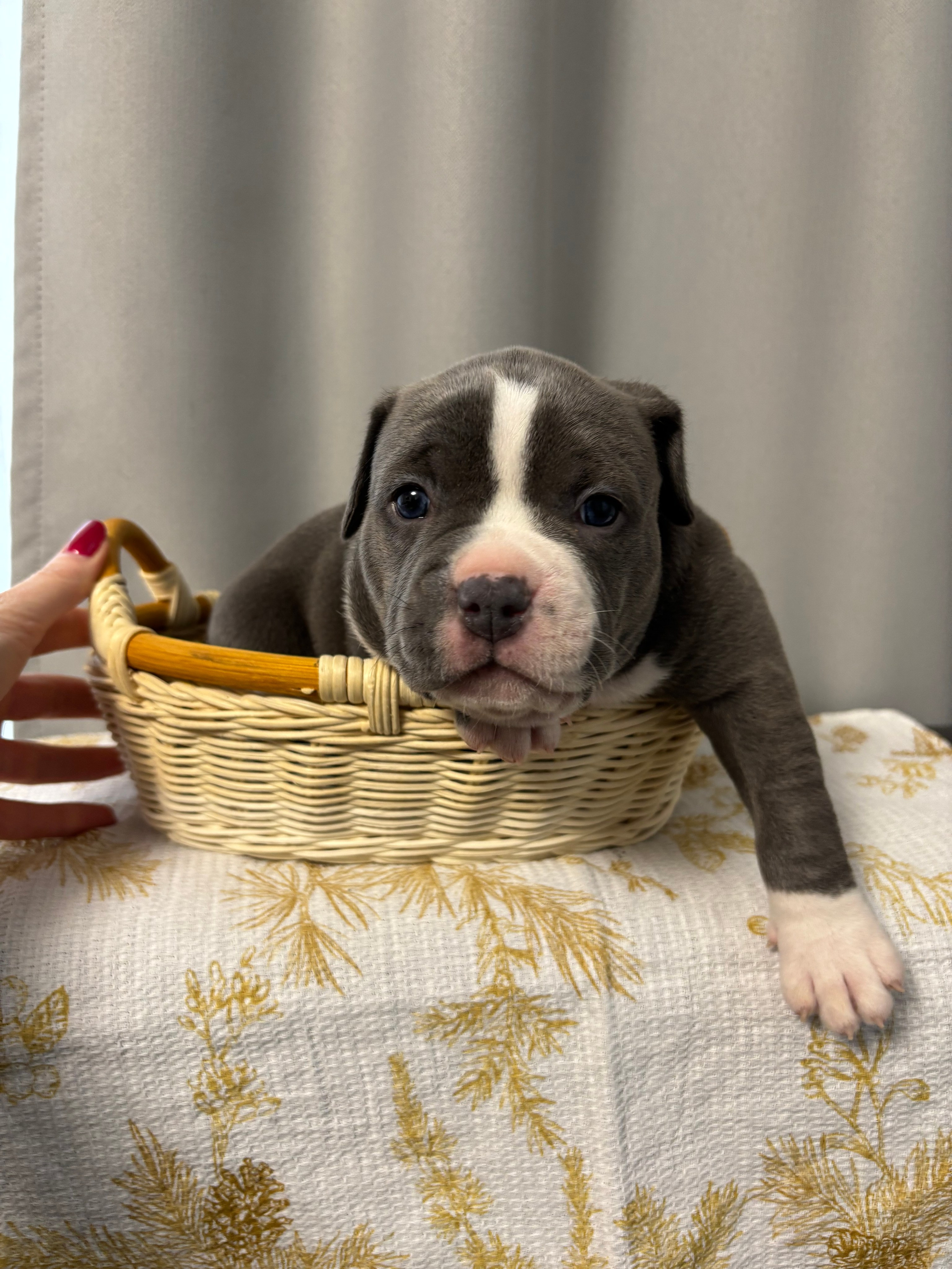 Помет Рич и Дося 04.02.25. Американский Булли в г. Ростов-на-Дону. Питомник THE POWER OF SIBERIA