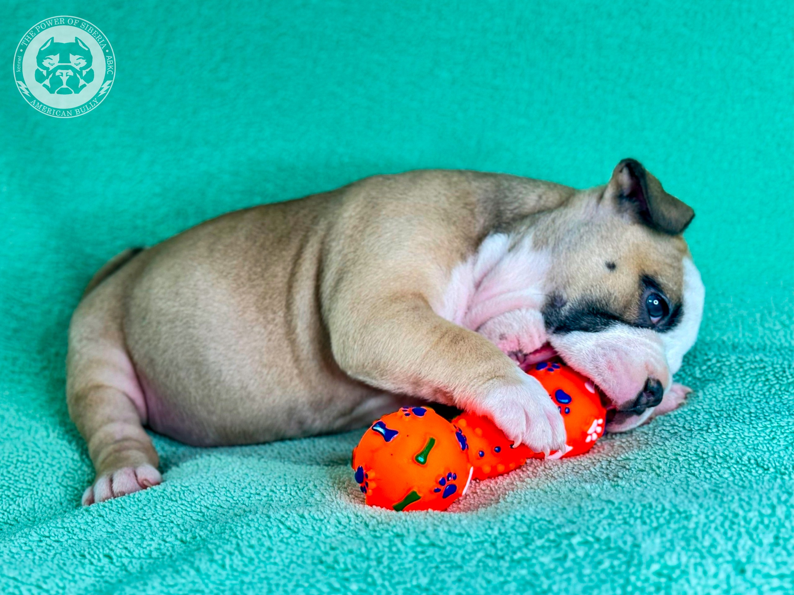 Все свободные щенки. Американский Булли в г. Ростов-на-Дону. Питомник THE POWER OF SIBERIA