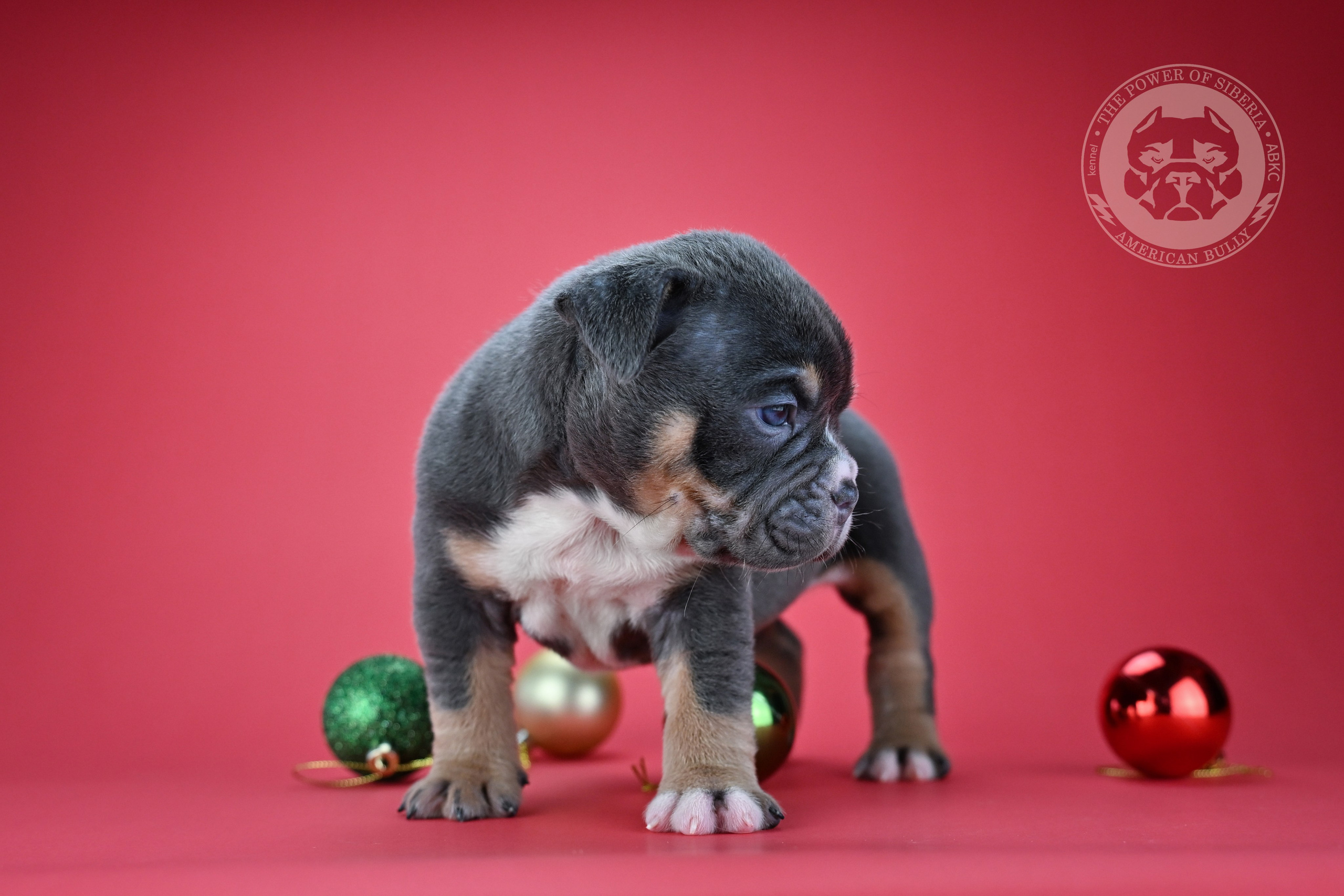 Все свободные щенки. Американский Булли в г. Ростов-на-Дону. Питомник THE POWER OF SIBERIA