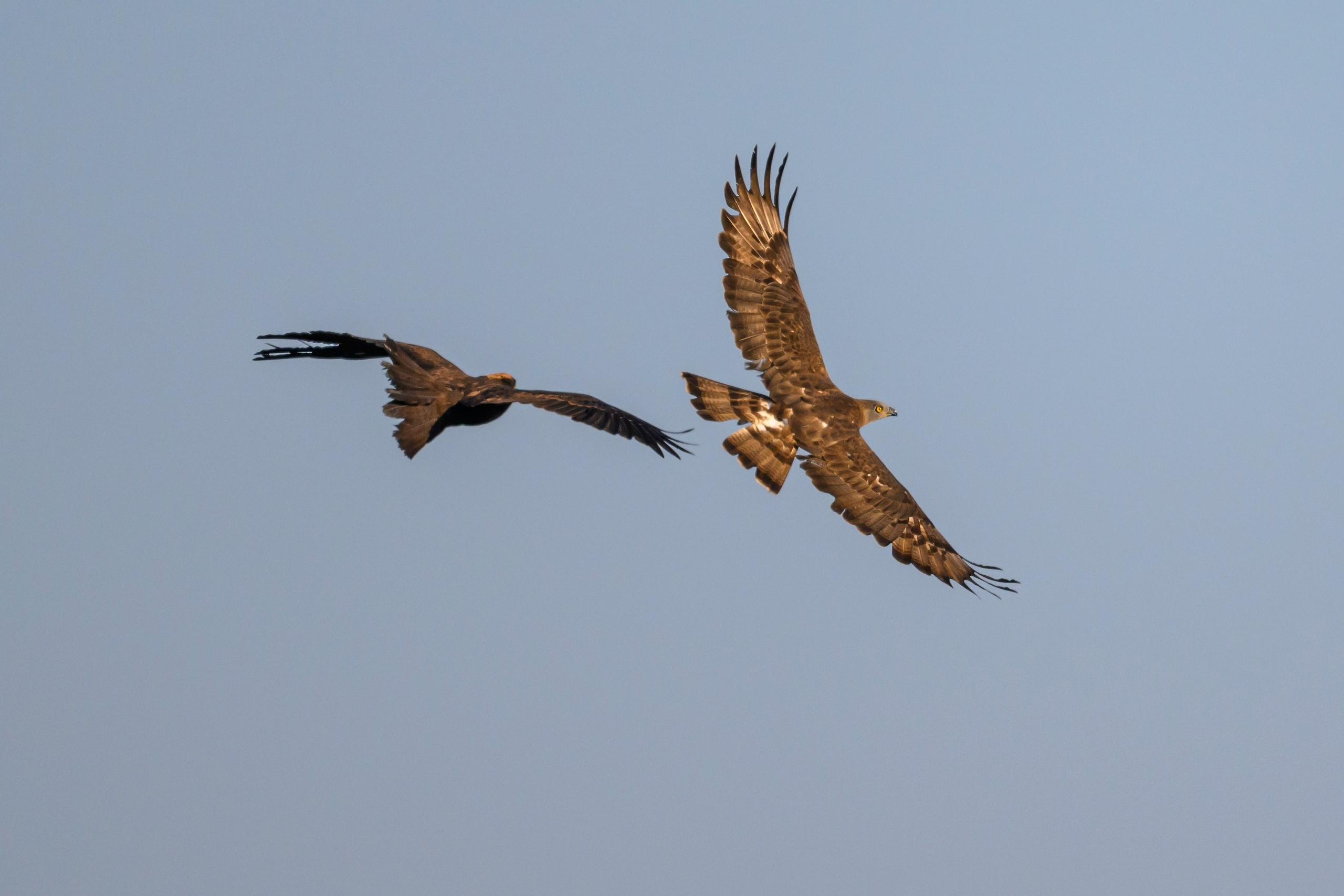 Стычка луня и осоеда, журавли. Wildlife photography by Sergey Puponin
