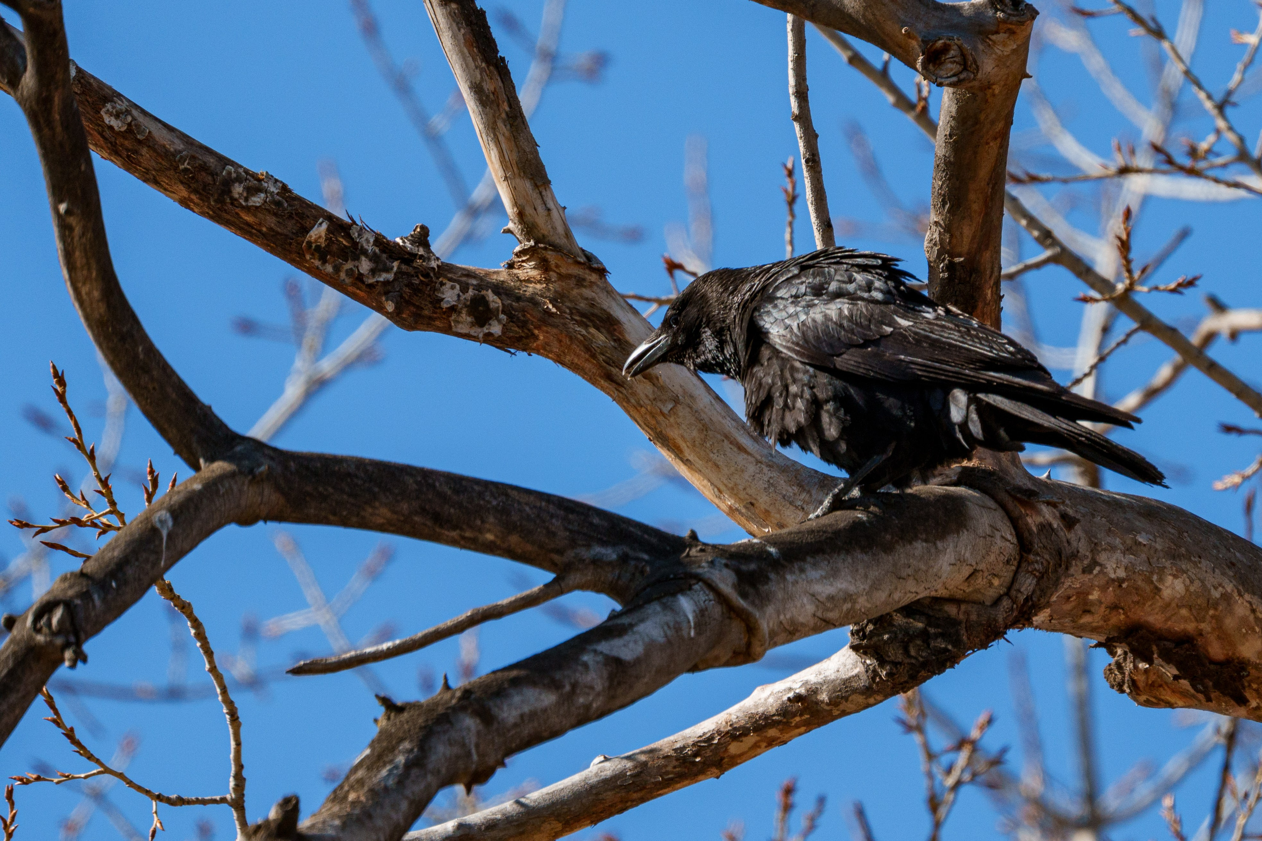 Ворона. Донеал Скнарь — концертный фотограф