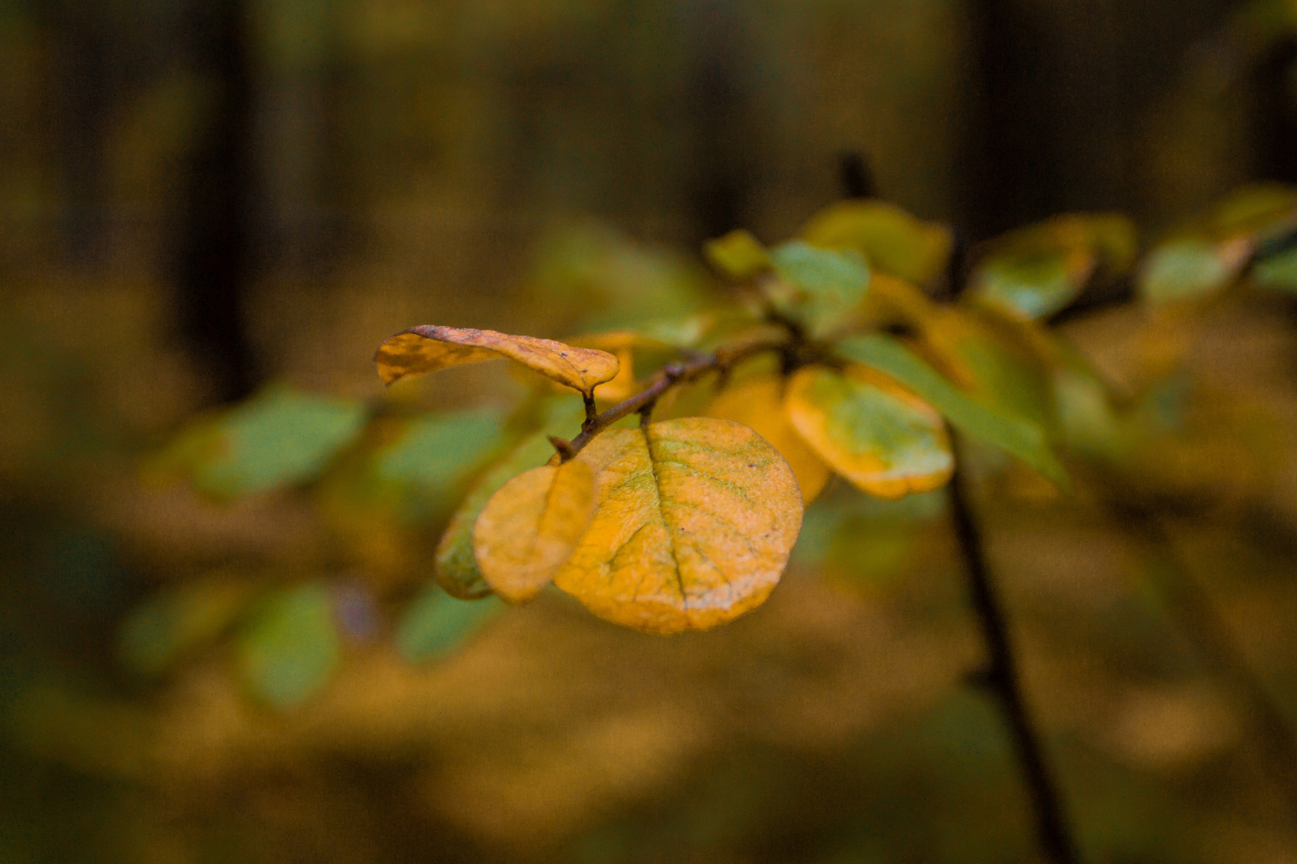 Гора малый Сугомак. Сентябрь, 2023 год. Фотограф Переверзева Анна Екатеринбург