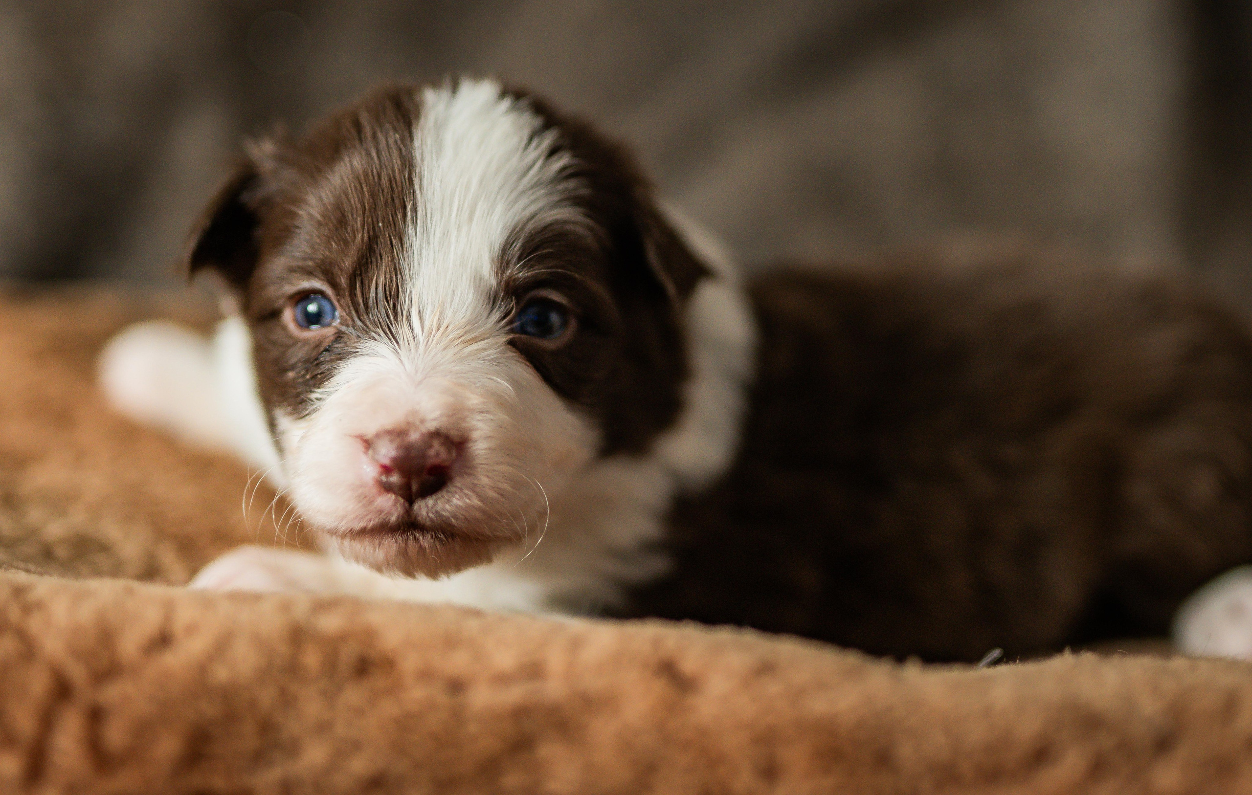 Фритсвит. Семейный фотограф Ефремова Виктория