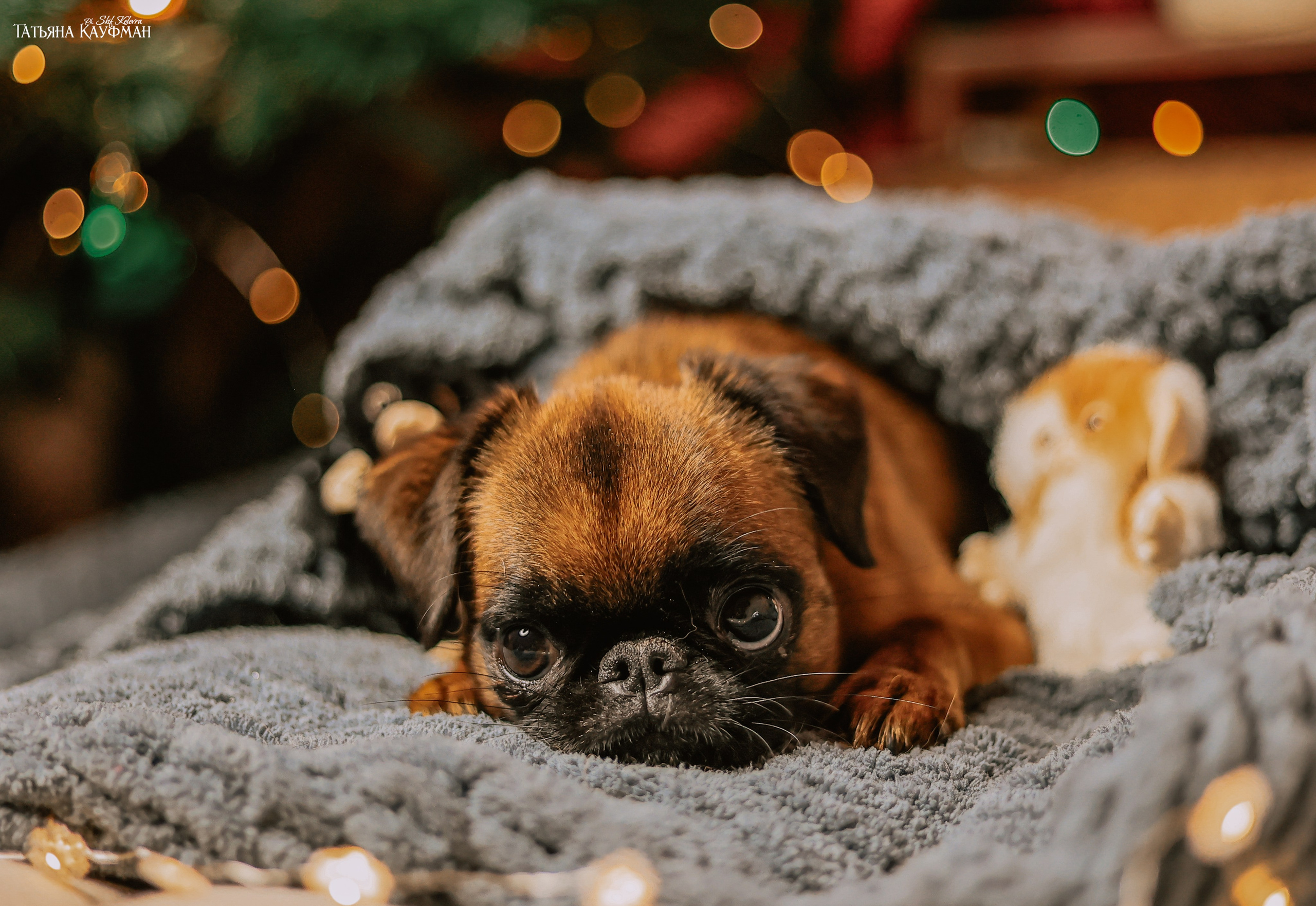 Малый брабансон, фотография брабансон, красивая собака, фотограф анималист, фотокурс Анималистика, научиться фотографировать собак, фотограф Новосибирск
