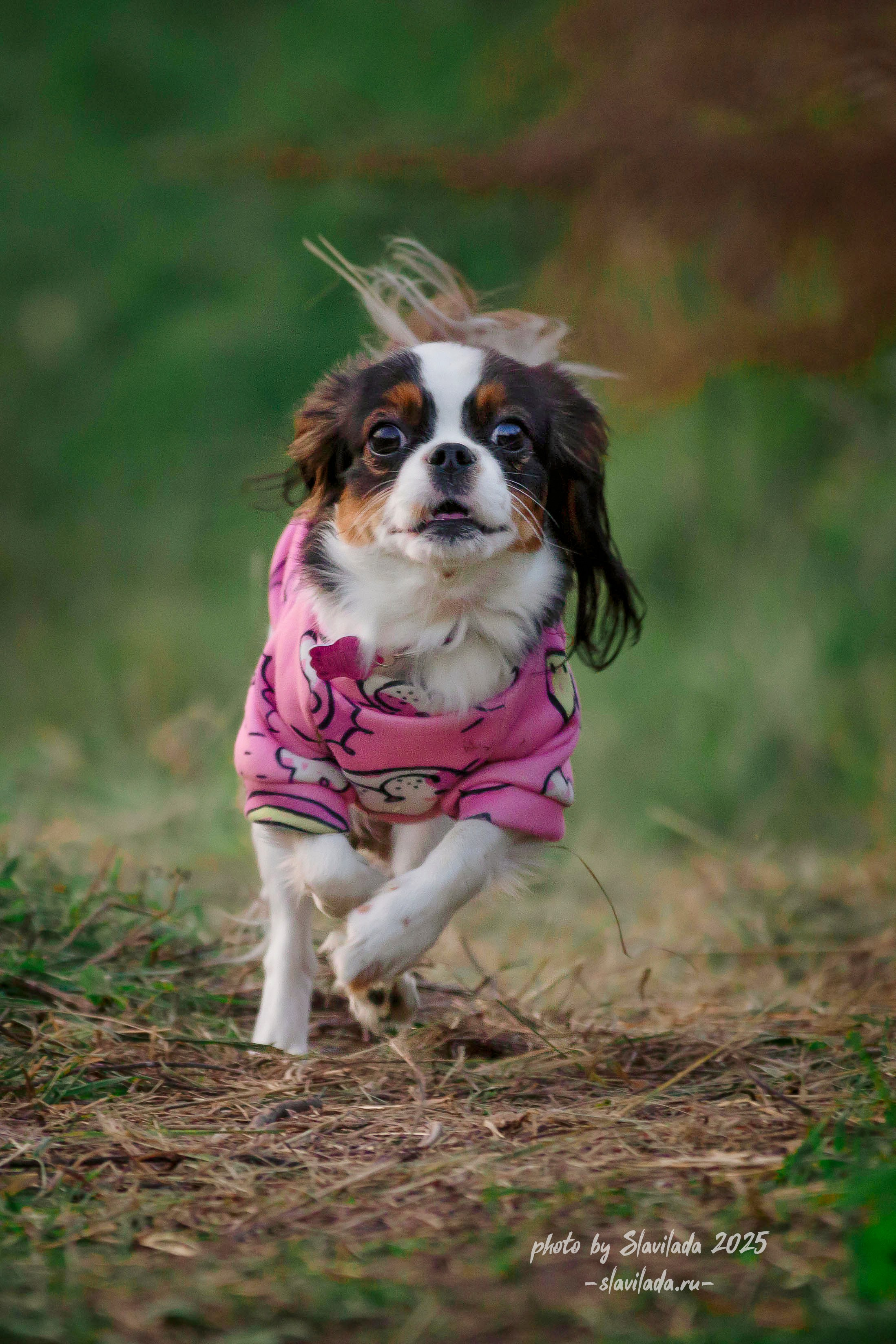 Рассвет. Slavilada-Лапки. Свет. Любовь… Профессиональная фотосессия питомцев Для памяти, пристройства и продажи. Хабаровск