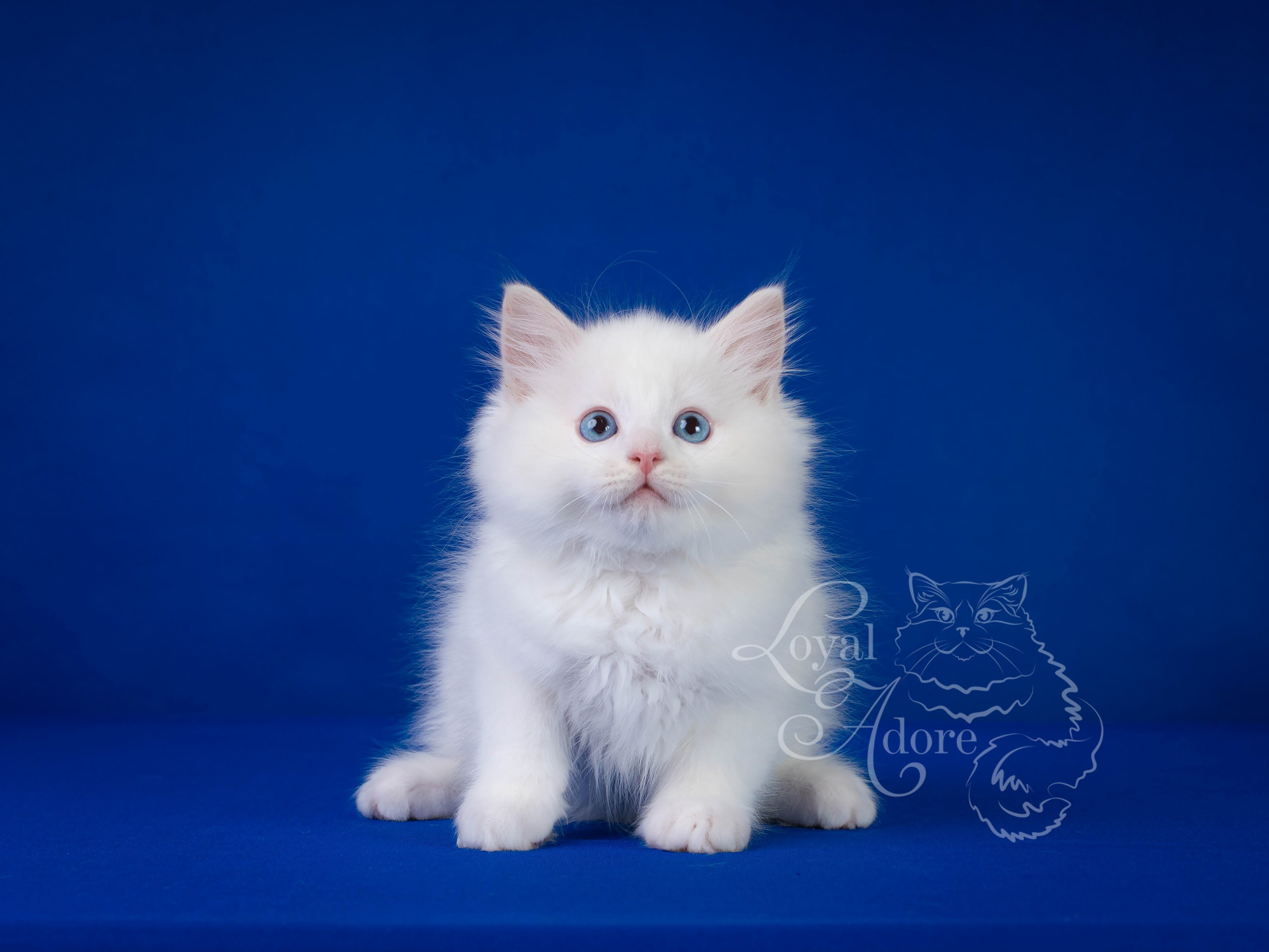 Все свободные котята. Питомник рэгдолл Loyal Adore