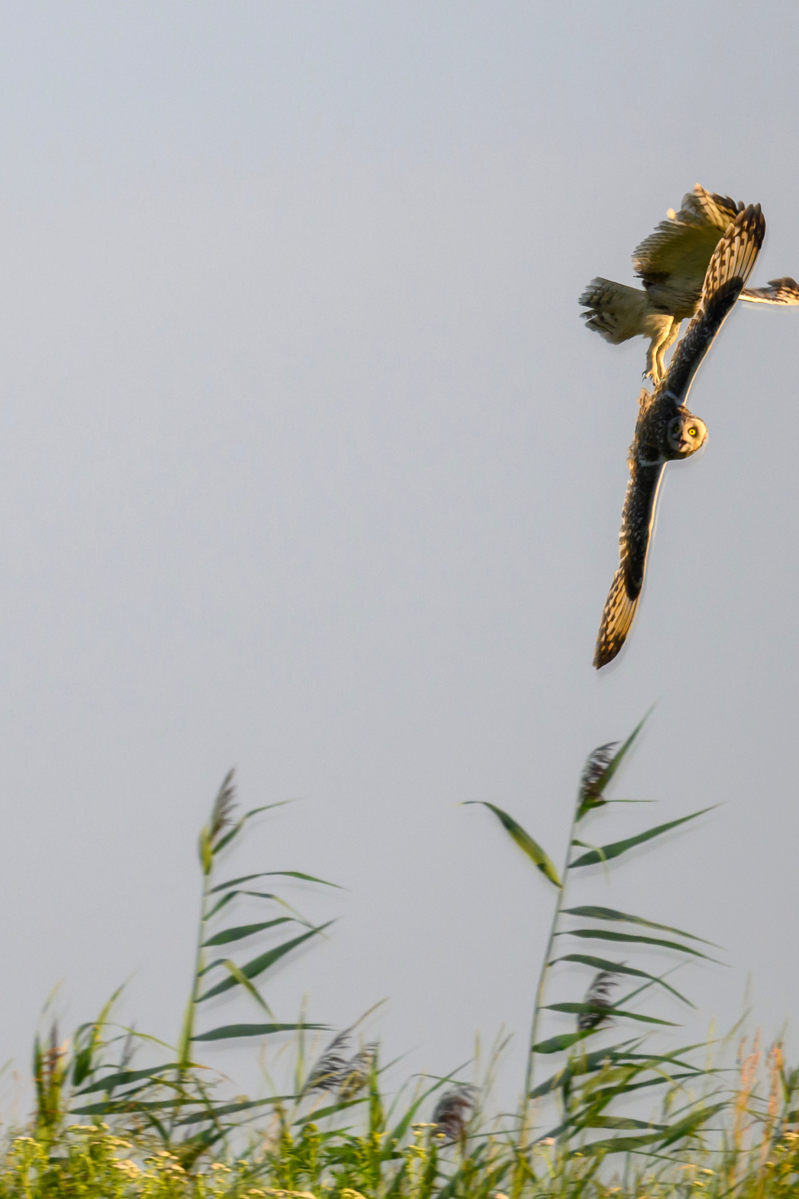 Битва сов и кормление совят. The Owl Battle and Feeding the Nestlings. Фотограф Сергей Пупонин