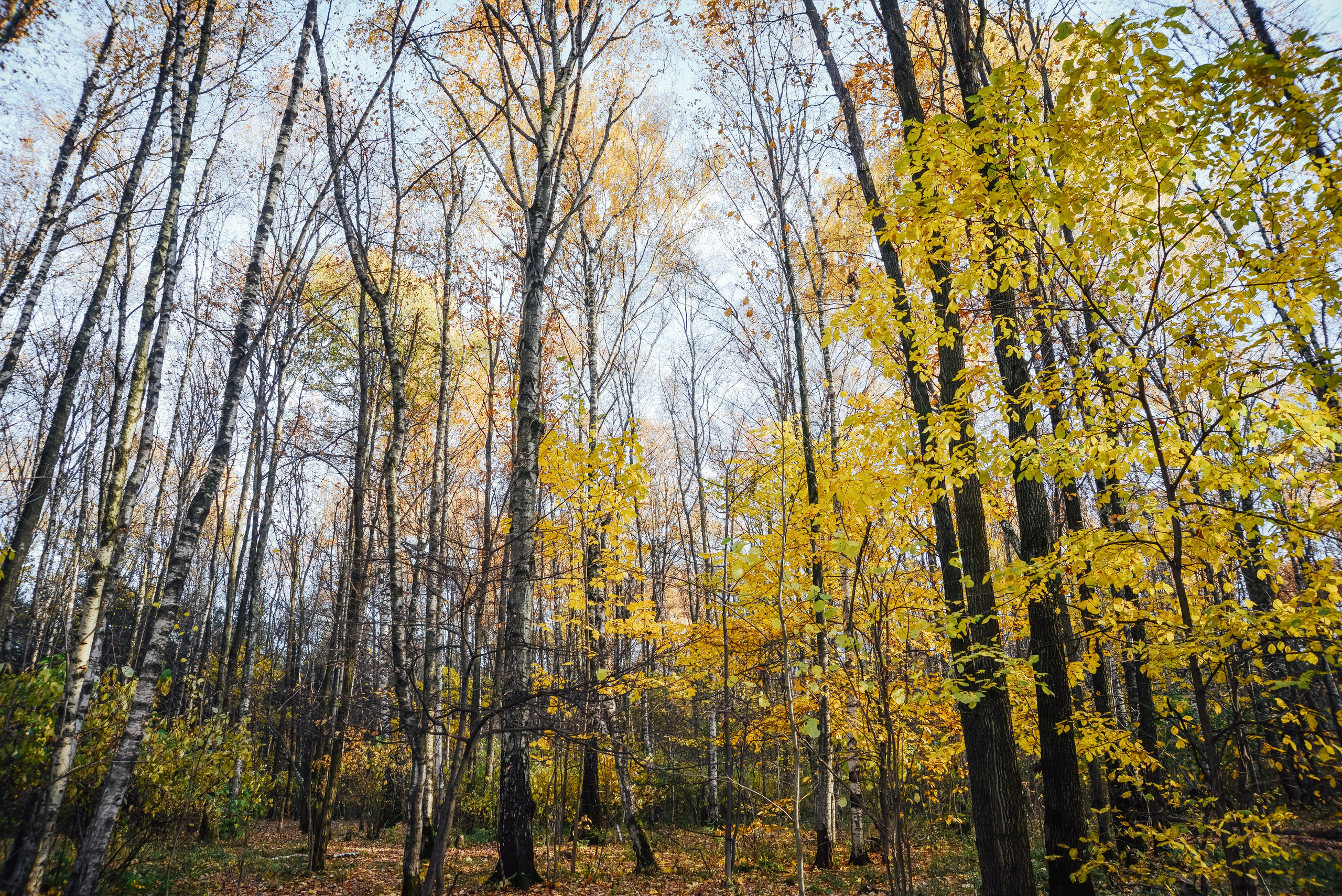 Осенний лес в парке
