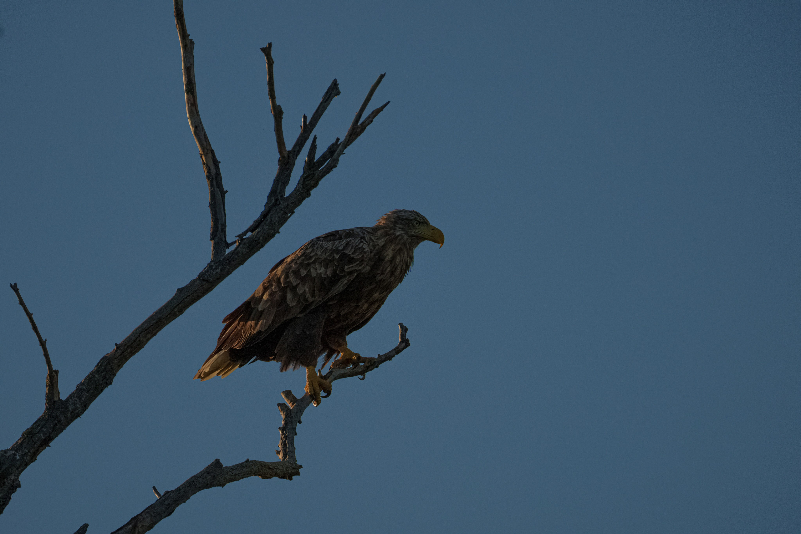 Барханы и лотосы. Июль–Август