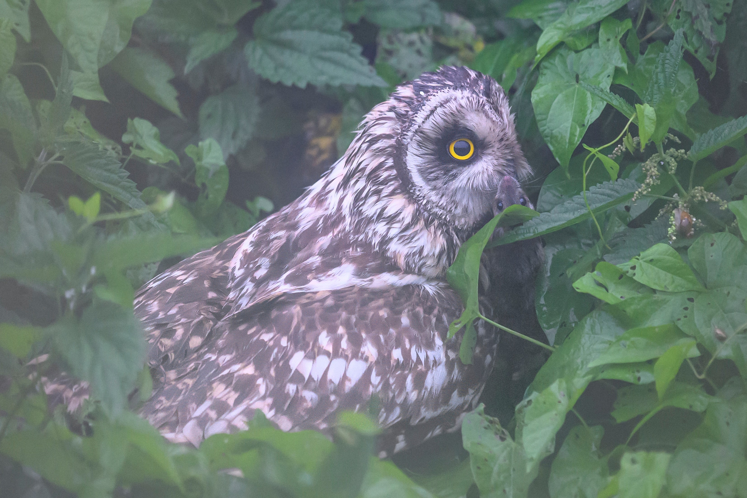 Охота совы и три совенка. Owl hunting and three owlets. Фотограф Сергей Пупонин