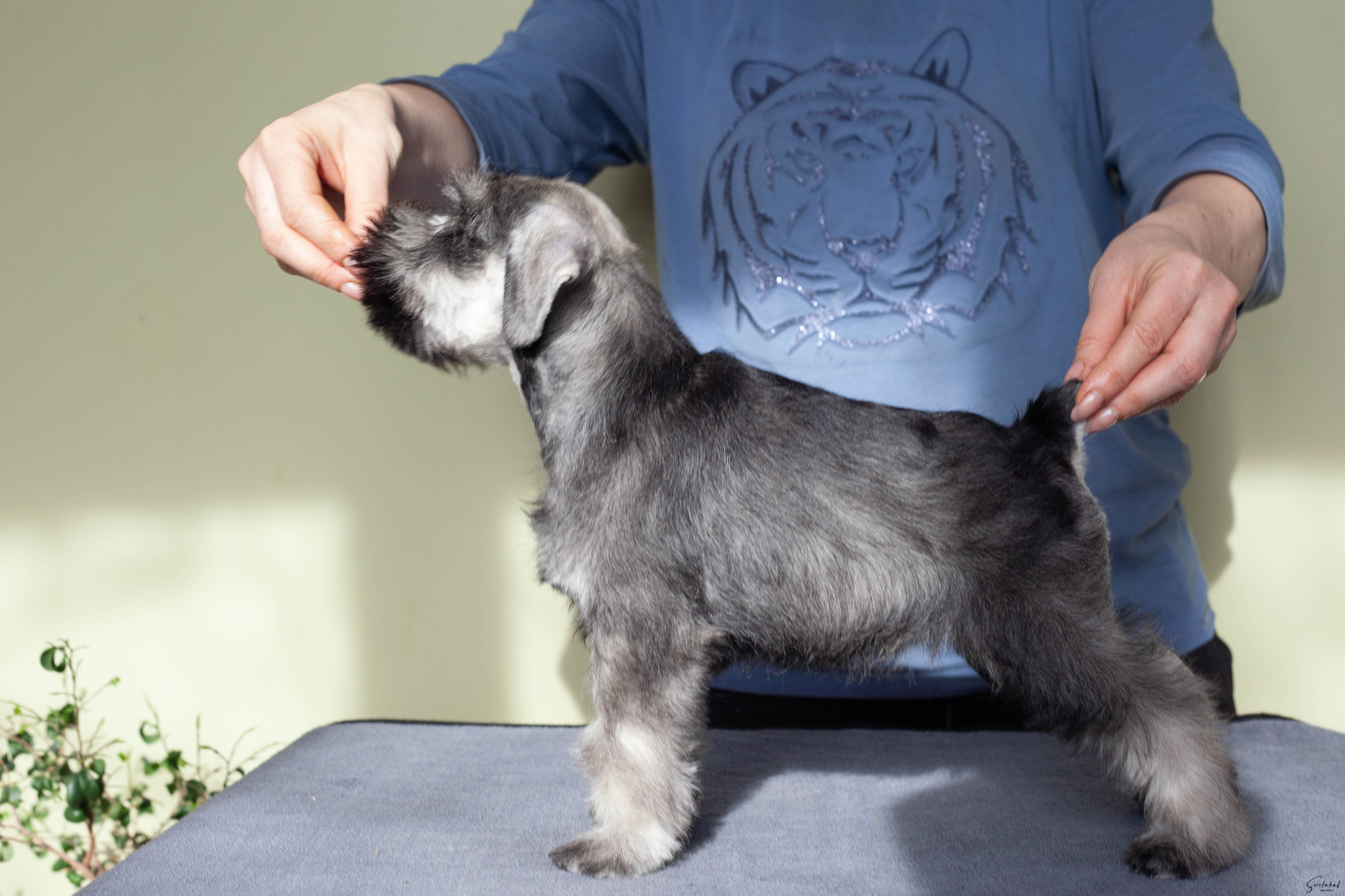 Щенки. Slavilada-Лапки. Свет. Любовь… Профессиональная фотосессия питомцев Для памяти, пристройства и продажи. Хабаровск