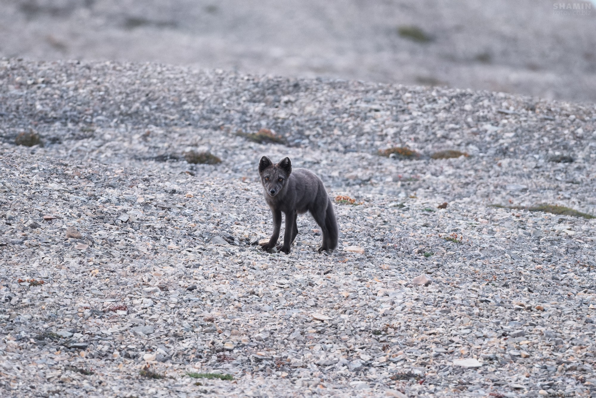 Шпицберген — Арктика в тишине и свете. Фотограф Константин Шамин. Фотограф Константин Шамин