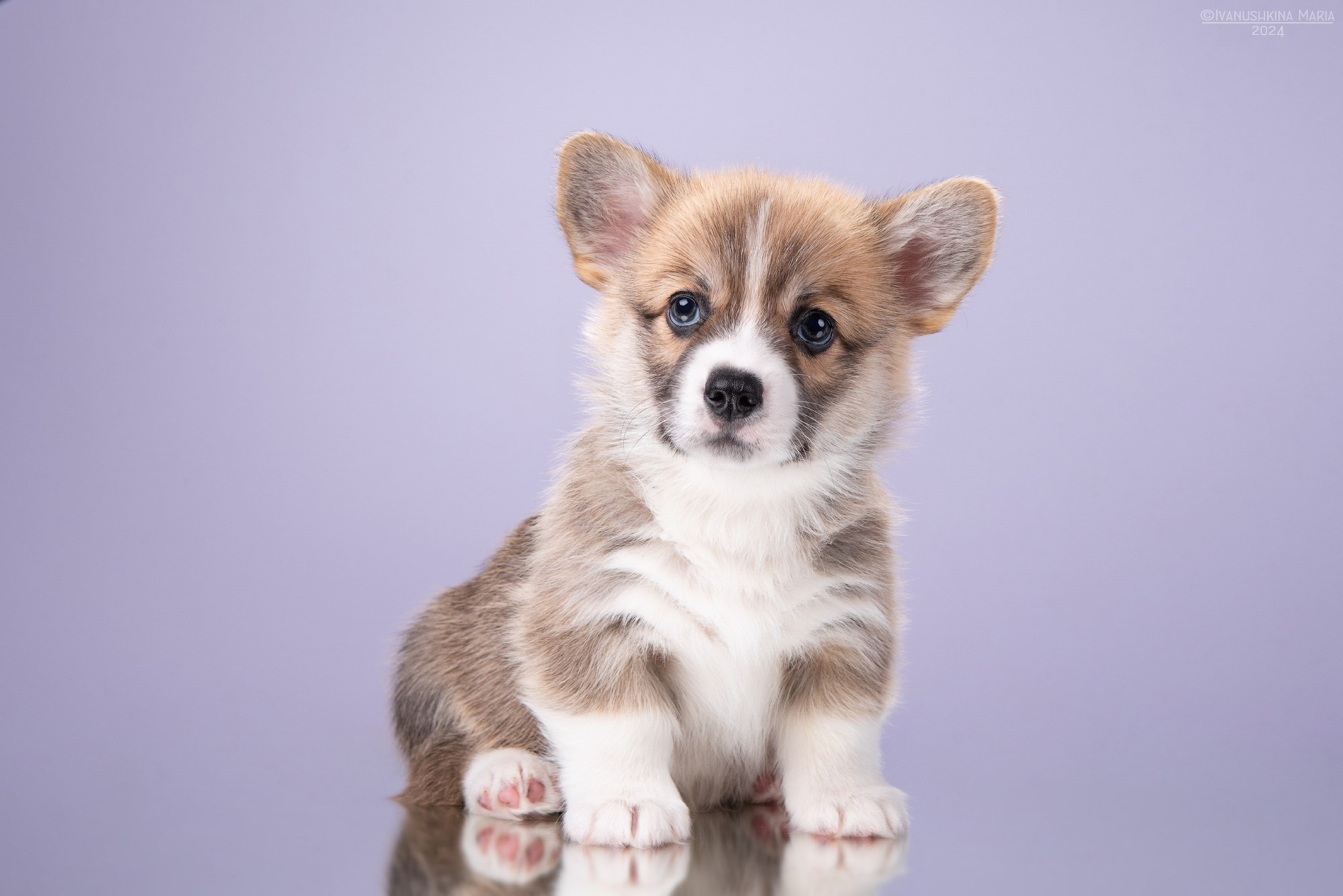 Фотосессия щенков на фонах. Фотограф собак в Москве и Московской области Иванушкина Мария