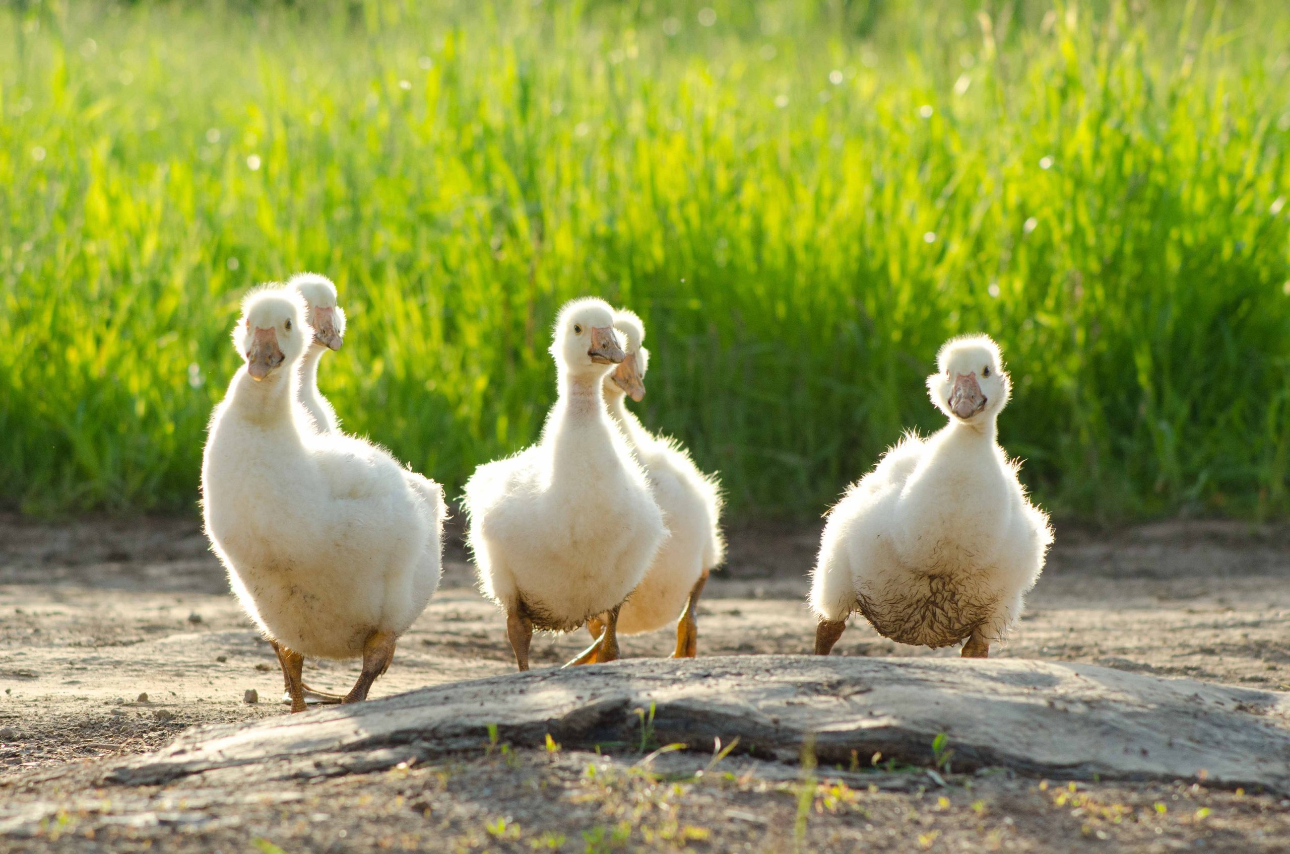 Группа гусят на грунтовой дороге
