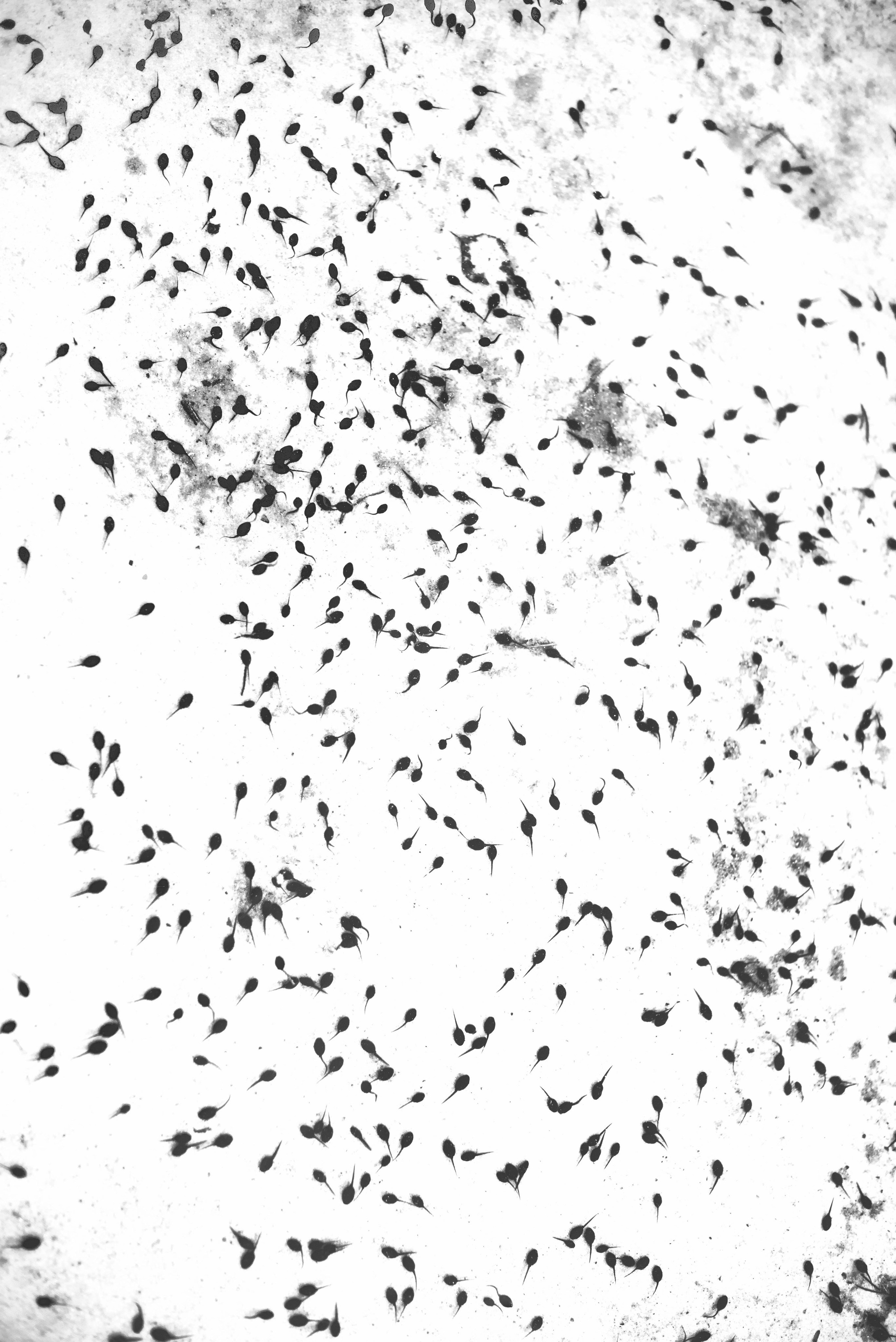 Умри, замри и воскресни. Художница Юлия Павлова