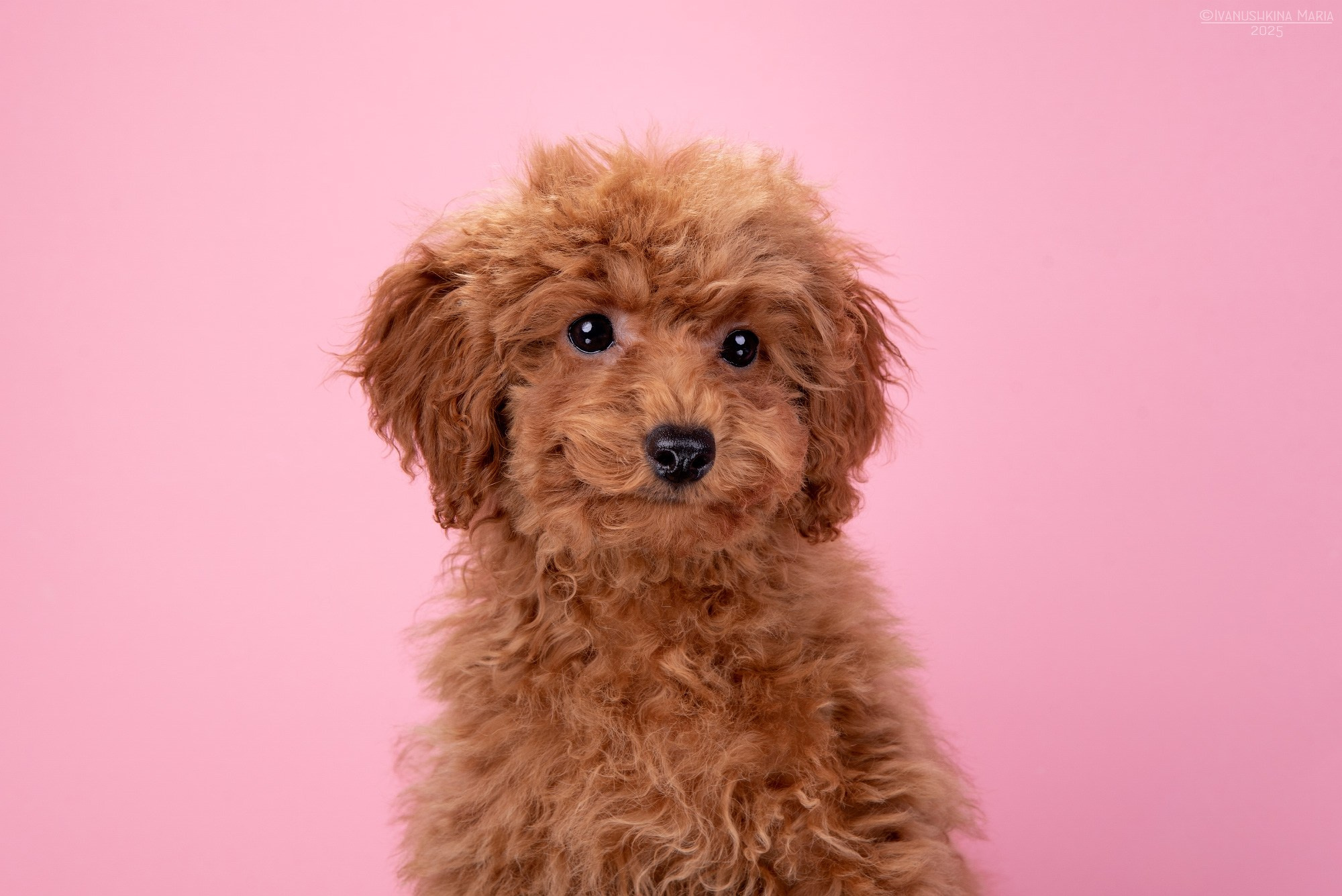 Фотосессия щенков на фонах. Фотограф собак в Москве и Московской области Иванушкина Мария