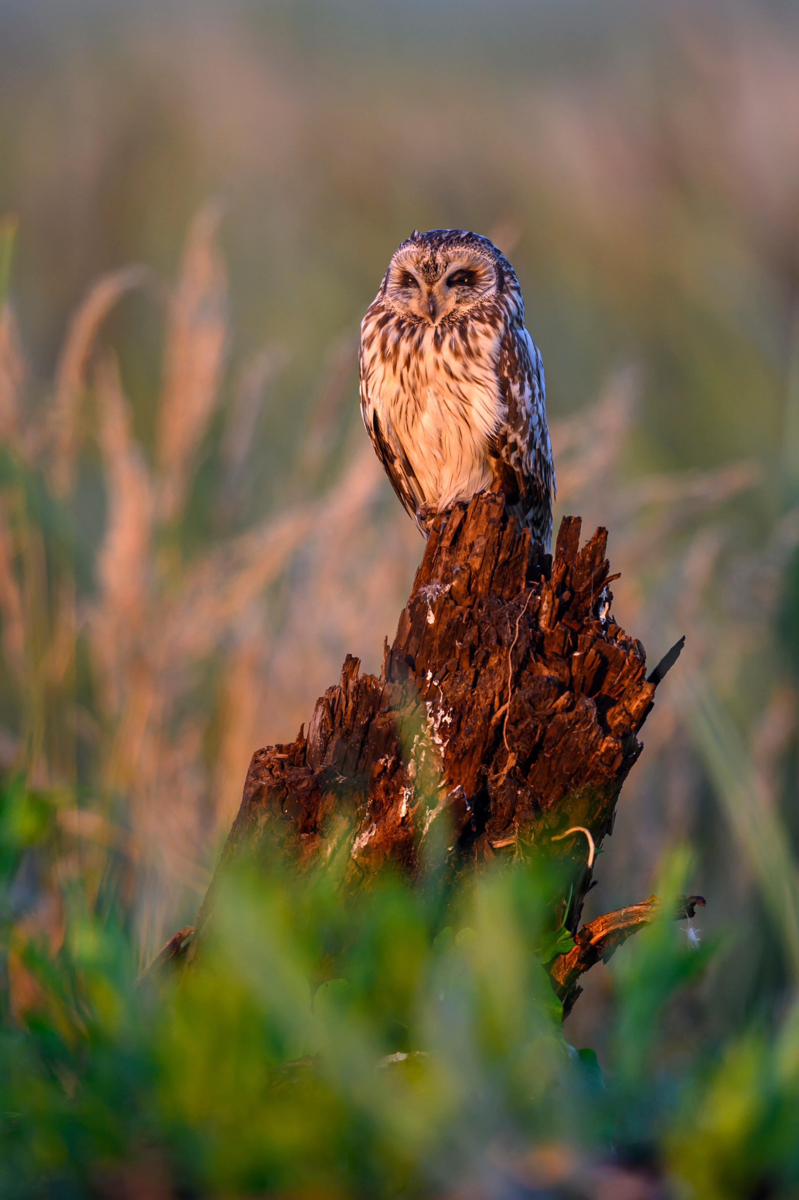 Портреты совы и драка с лунем. Portraits of an owl and a fight with a harrier. Wildlife photography by Sergey Puponin