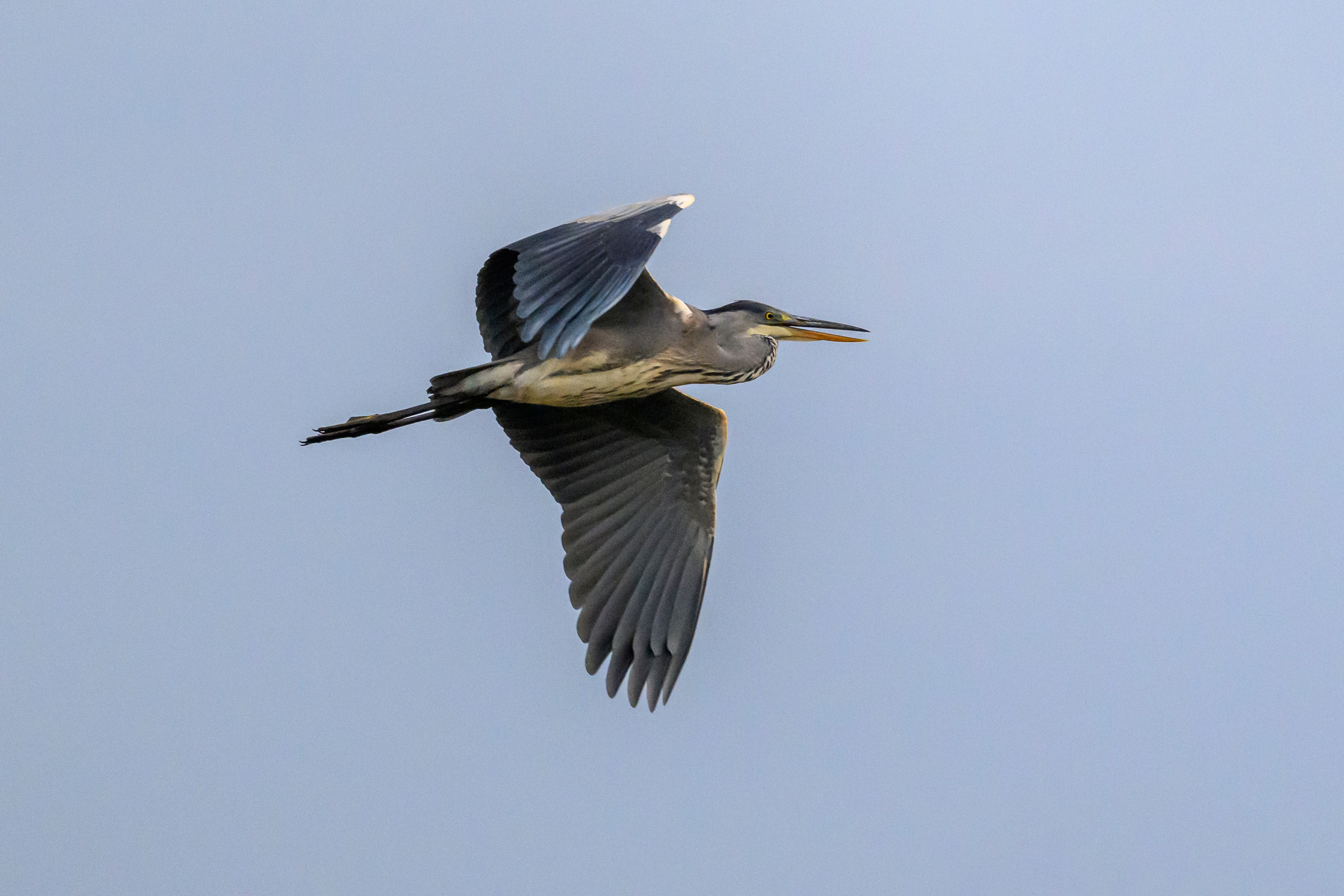 Цапли. The Herons. Фотограф Сергей Пупонин