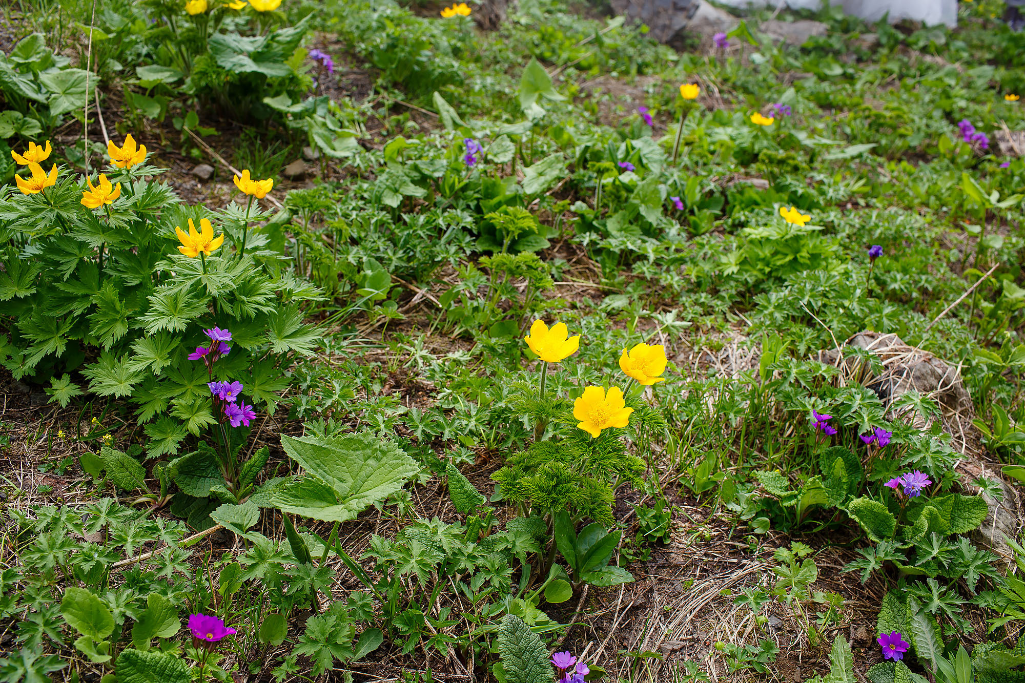 Свадебная фотосессия на горных вершинах. Свадебный фотограф Краснодар, Сочи, Геленджик, Анапа, Ростов