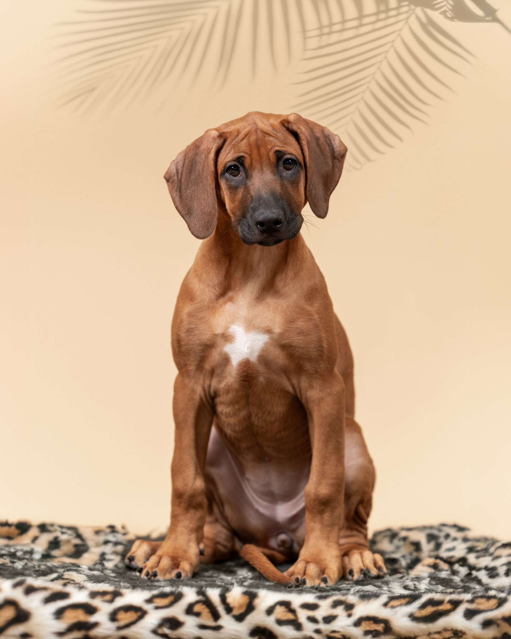 Родезийские Риджбеки в Санкт-Петербурге