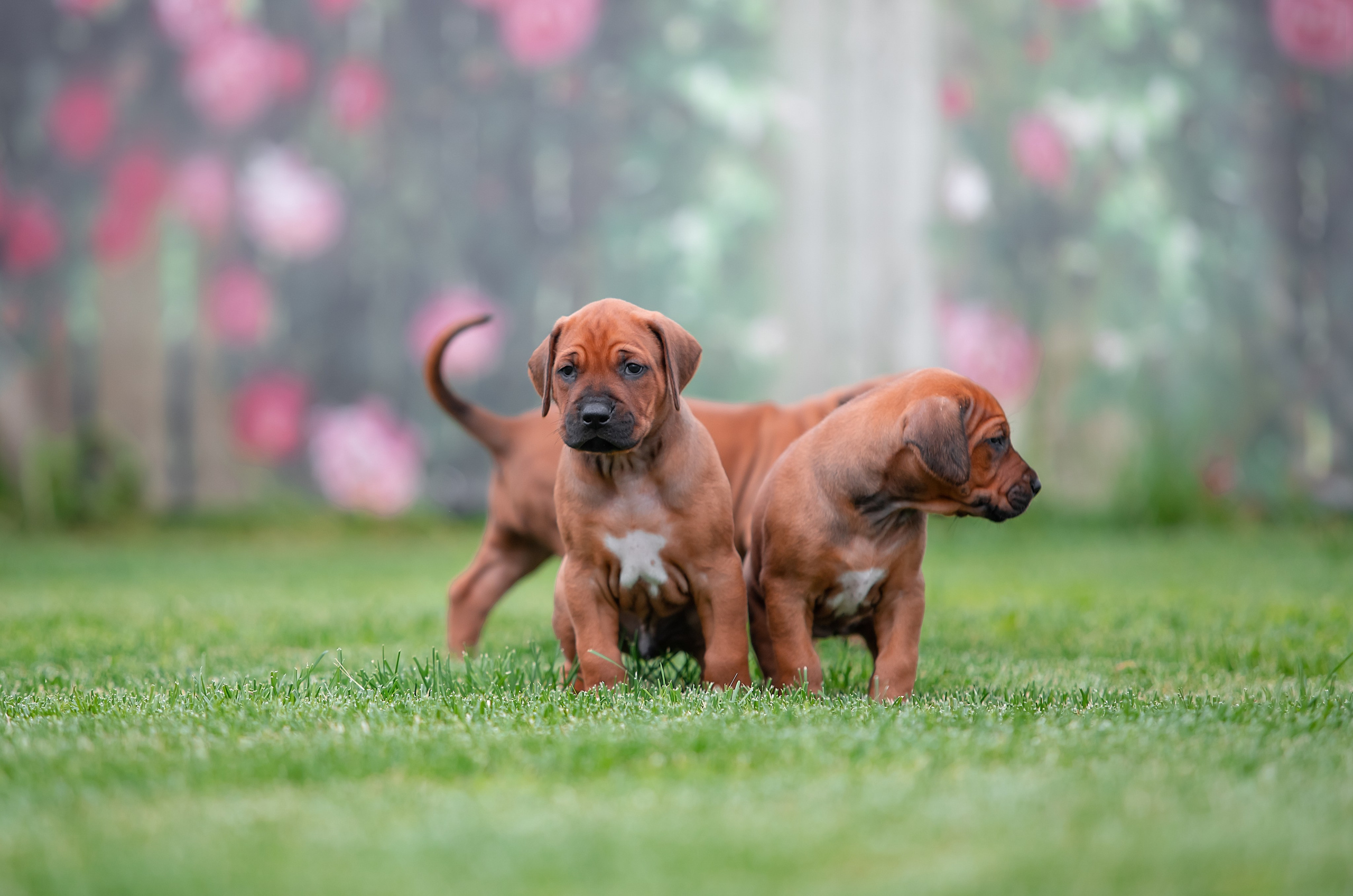 Помет Hakuna Matata. Родезийские Риджбеки в Санкт-Петербурге