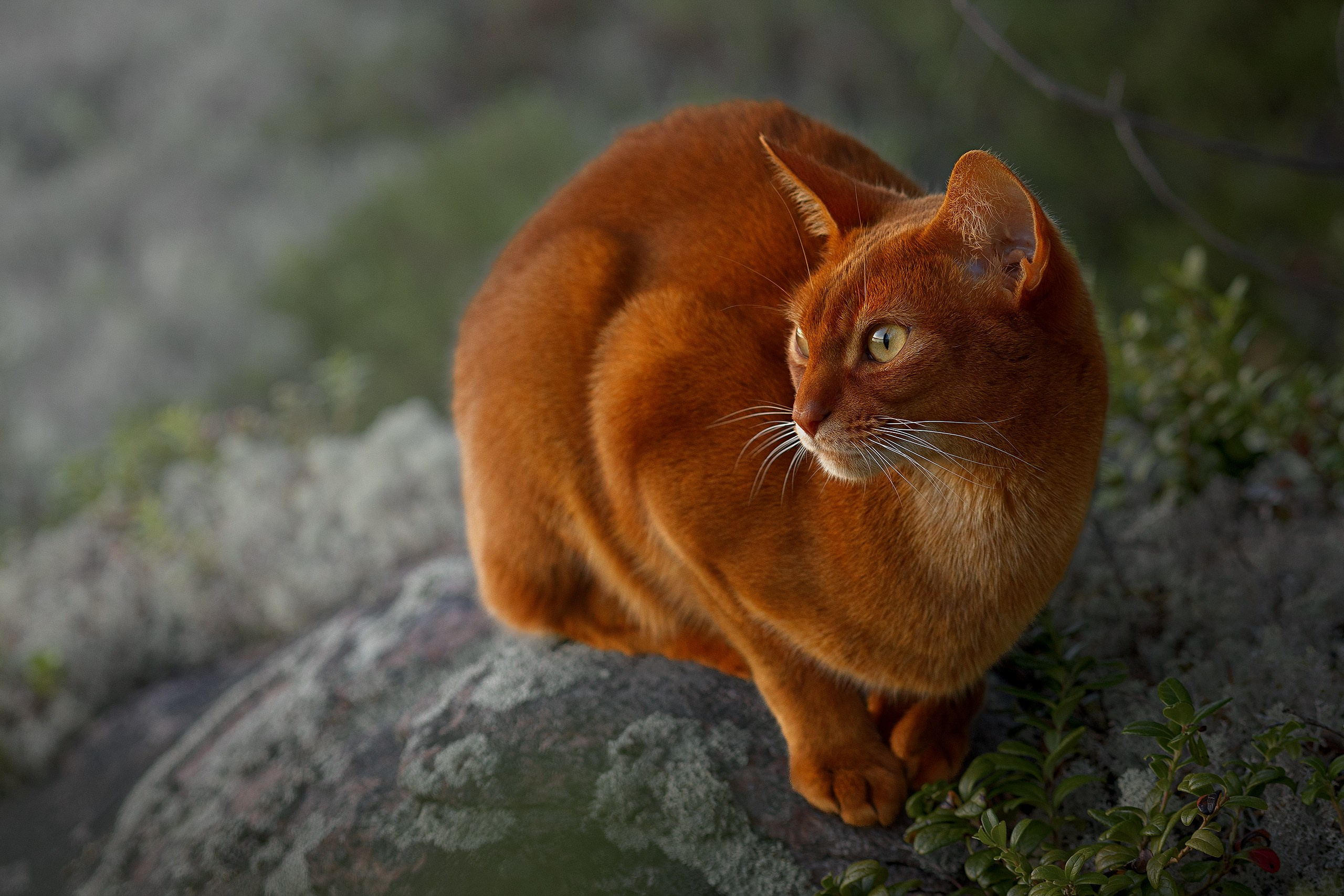 Котики. Сайт фотографа Елены Михайловой. Фотосессии на пленэре в Сестрорецке