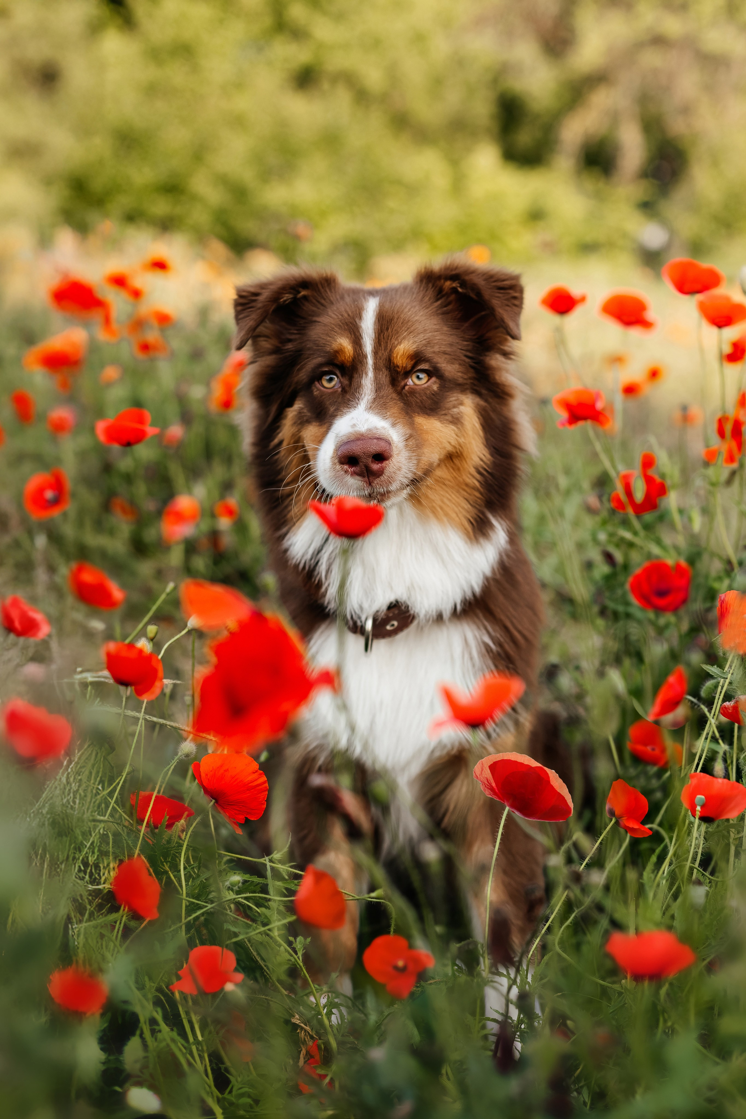 Портфолио animal. Фотограф — анималист Маргарита Хелбен Краснодар