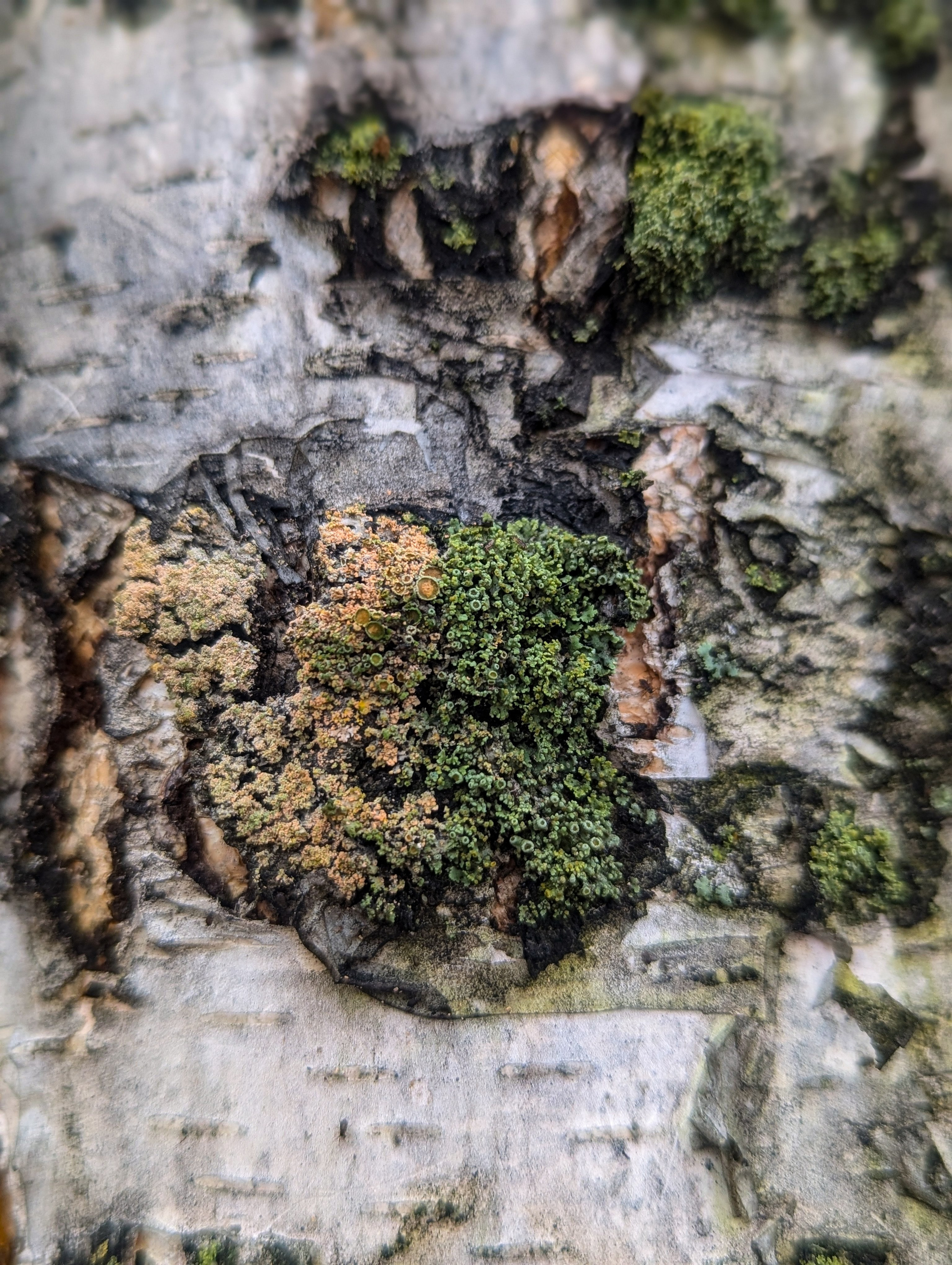 Мир вокруг: мобильная фотография — быстрая композиция. Любовь Каширская — фотограф для малого бизнеса и специалистов