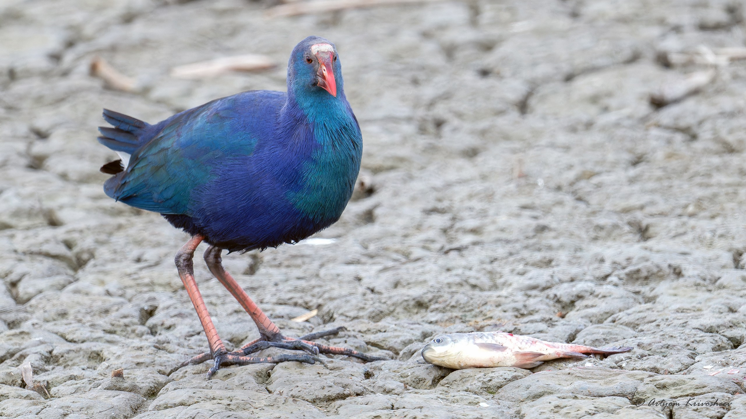 Султанка. Фотограф и путешественник Артём Кривошеев