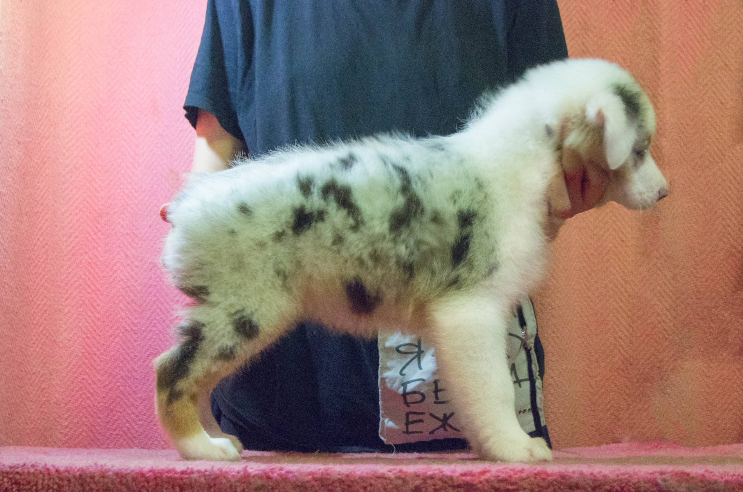 Кайса. BLGKV питомник собак