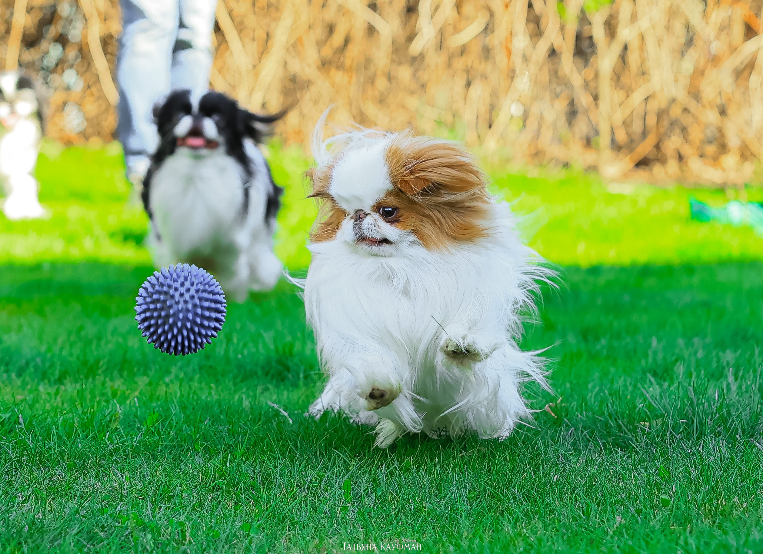 Японский хин, фотография японский хин, собака в цветах, красивая собака, фотограф анималист, фотокурс Анималистика, научиться фотографировать собак, фотограф Новосибирск