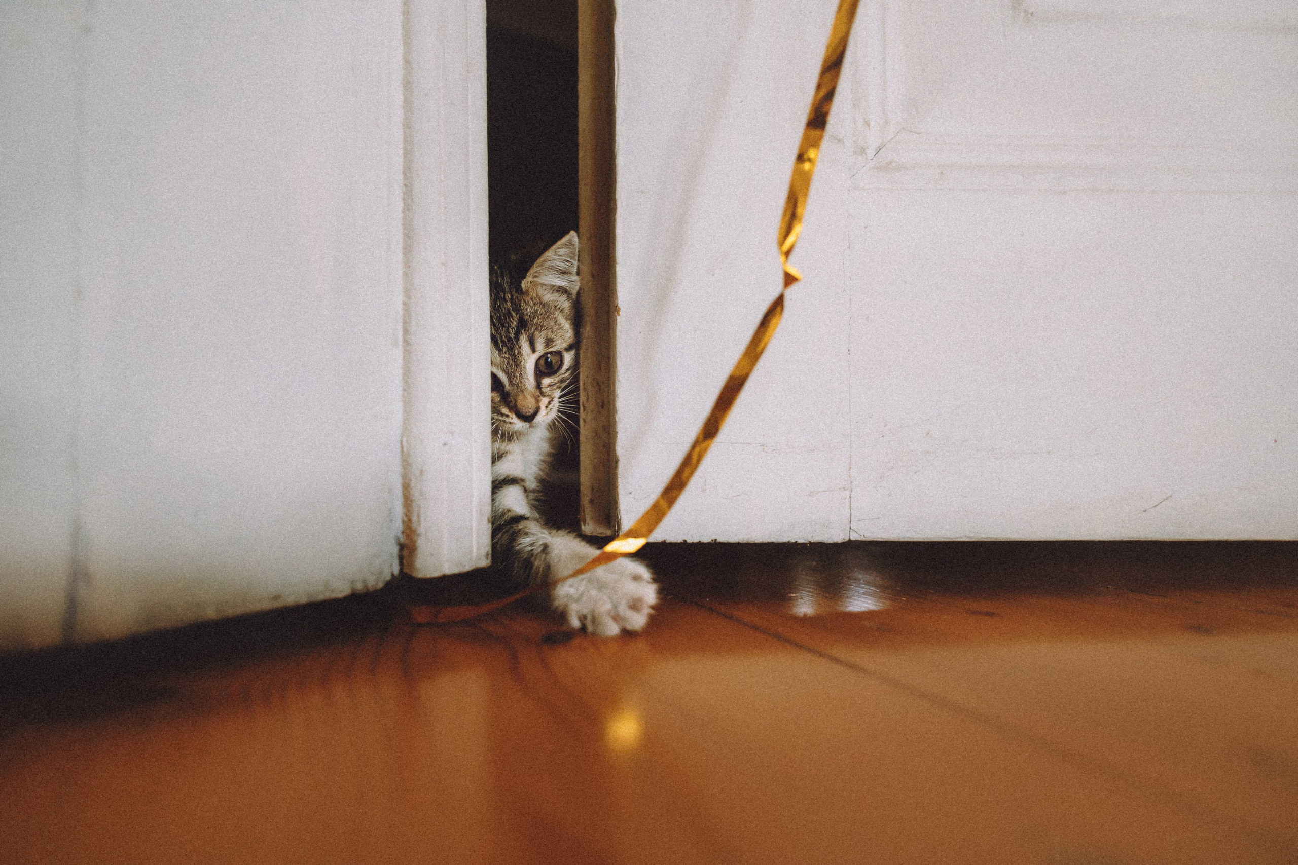 Более 30 идей для фотосессии с котенком