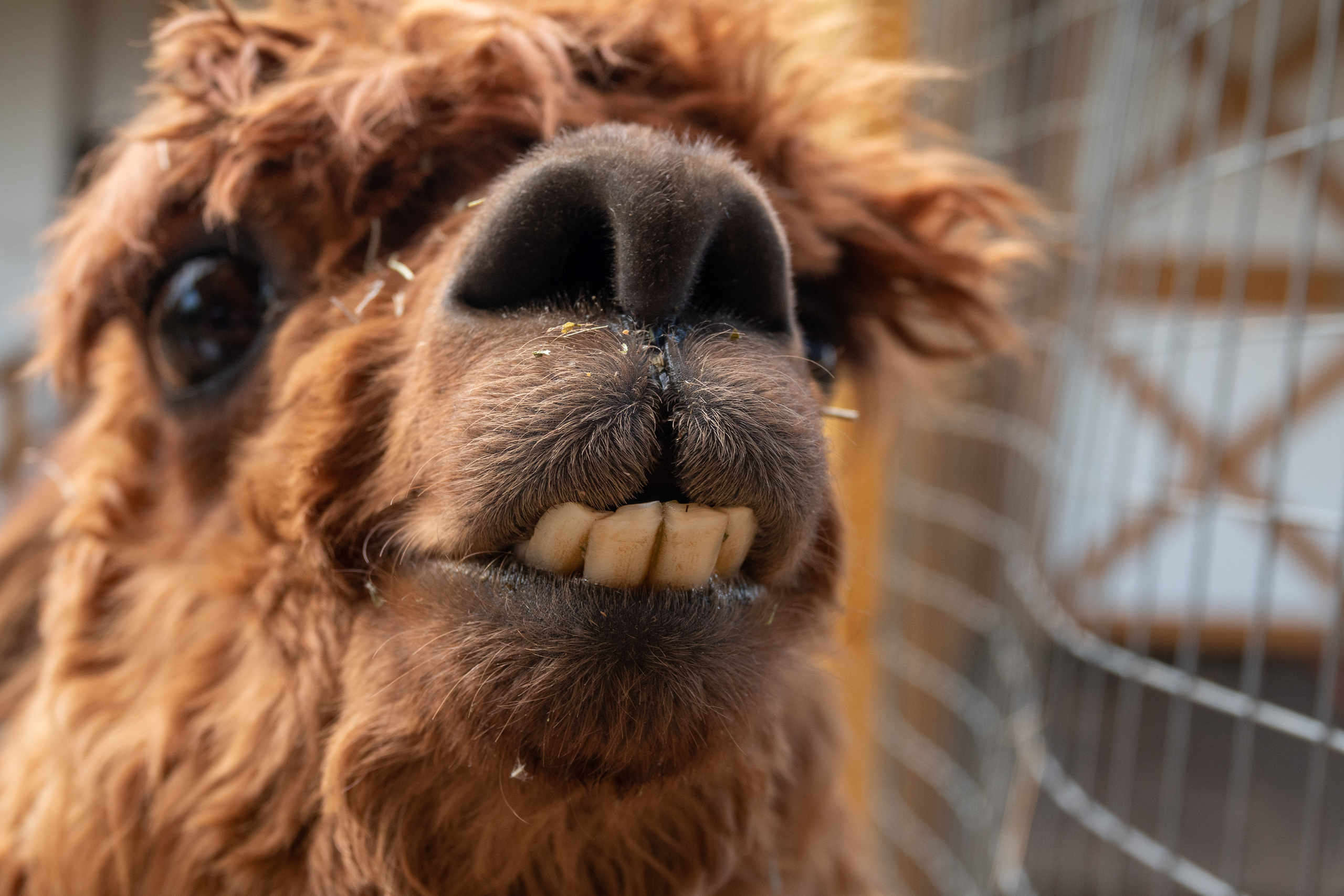 Миша в Сказке. Фотограф-анималист в Москве Юлия Лайхо