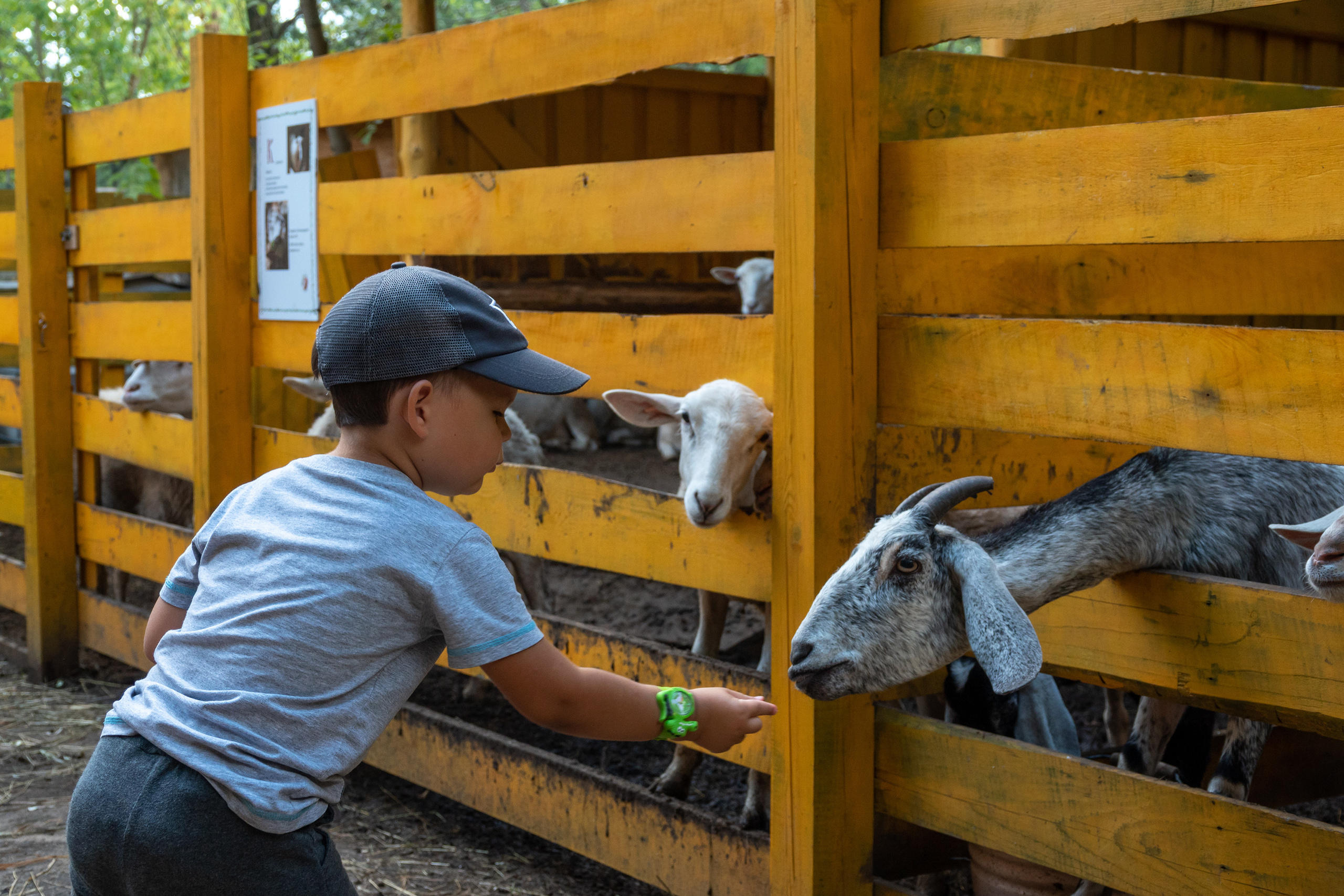 Миша в Сказке. Фотограф-анималист в Москве Юлия Лайхо