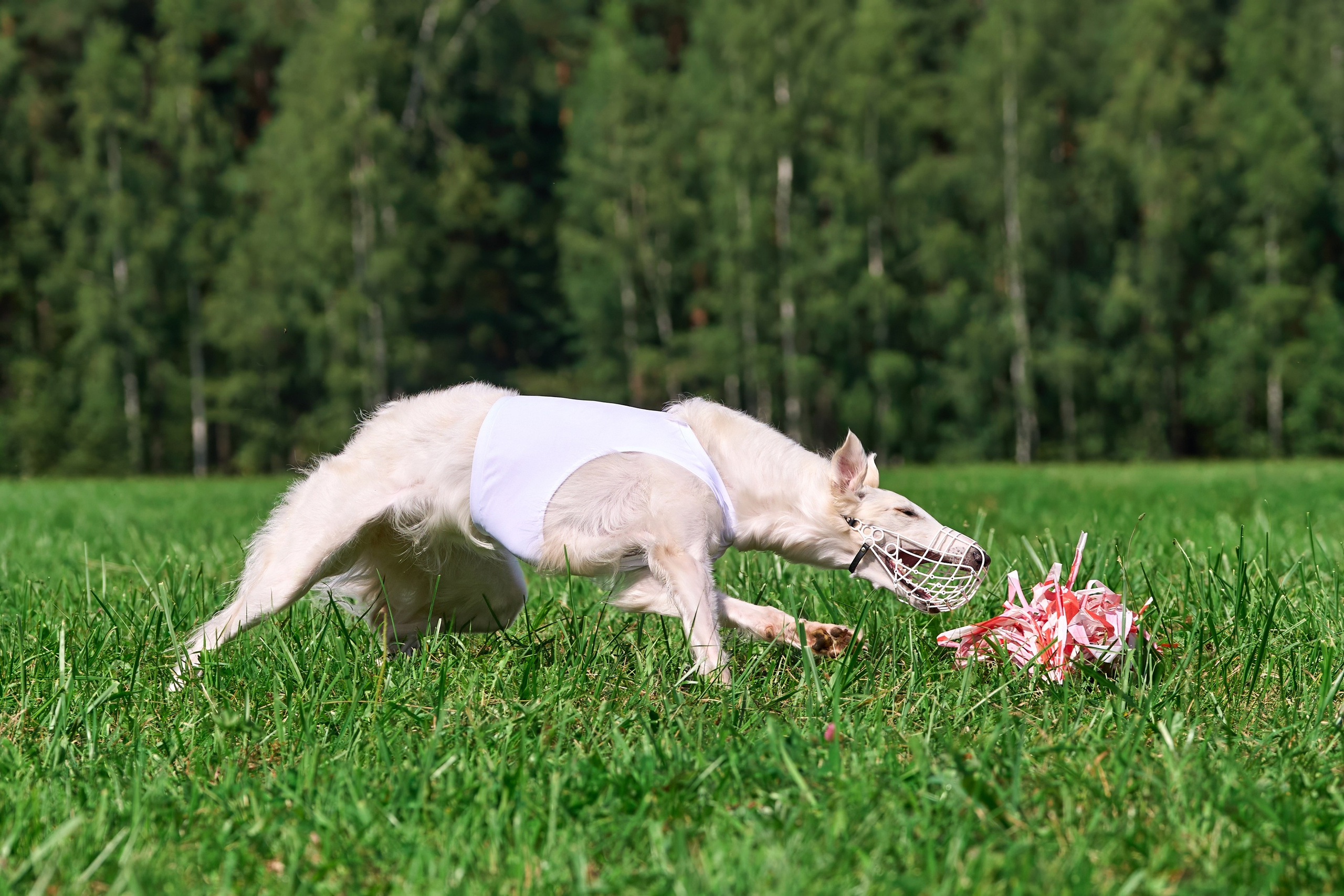 Тренировка в Донино. Фотограф-анималист Михаил Манухин