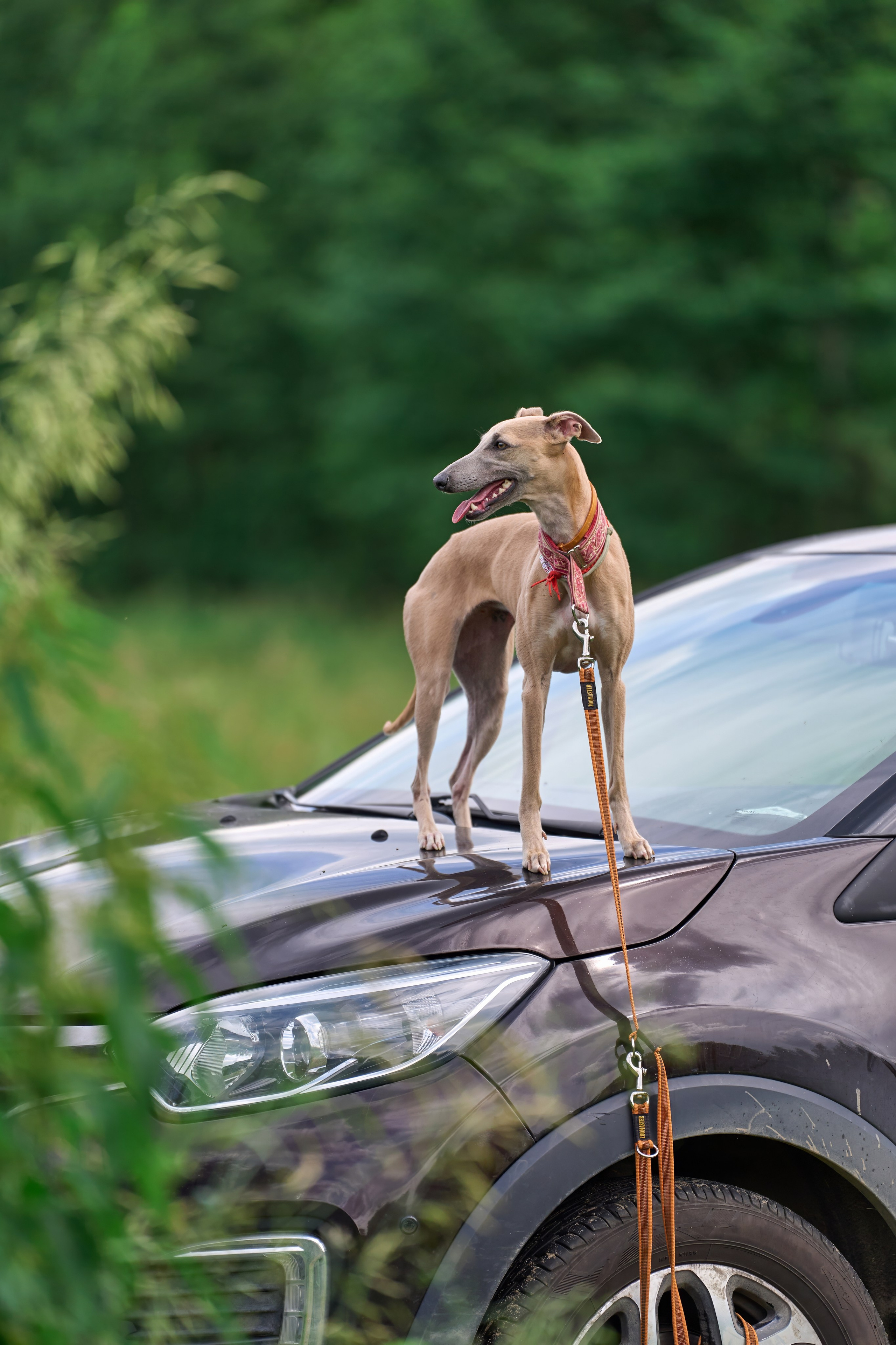 Тренировка по курсингу в Донино. Фотограф-анималист Михаил Манухин