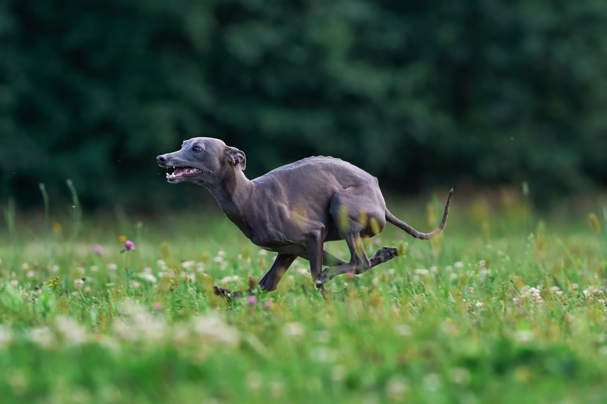 Тренировка в Донино. Фотограф-анималист Михаил Манухин