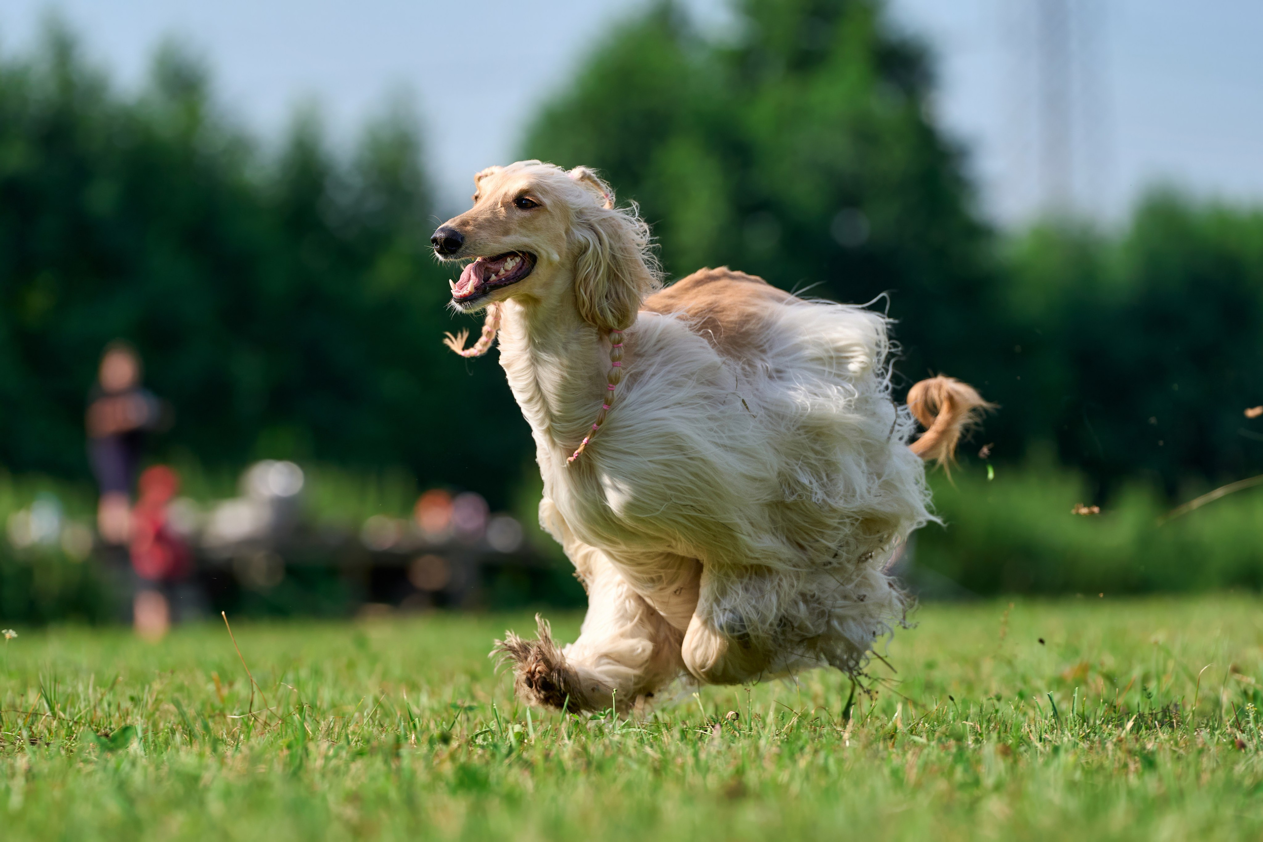 Тренировка в Донино. Фотограф-анималист Михаил Манухин