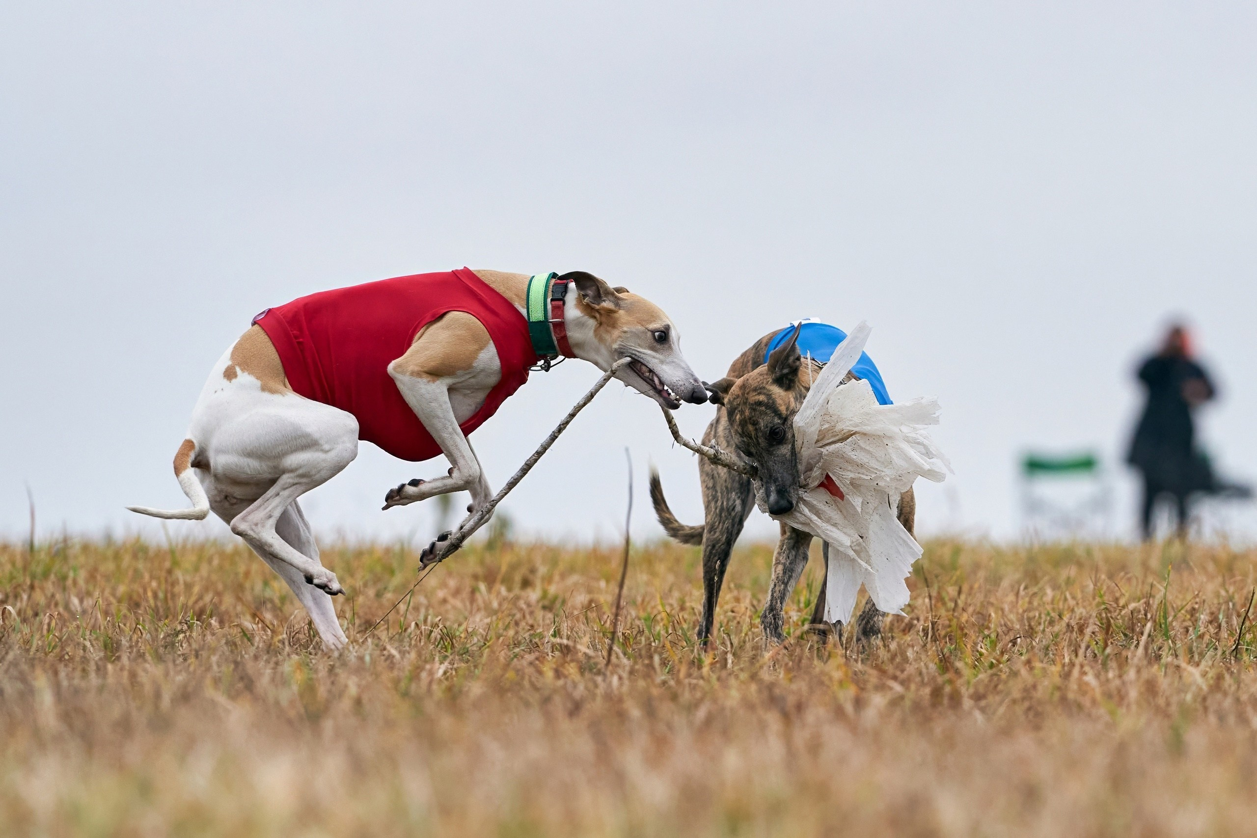 Состязания свор «Тройки». Фотограф-анималист Михаил Манухин