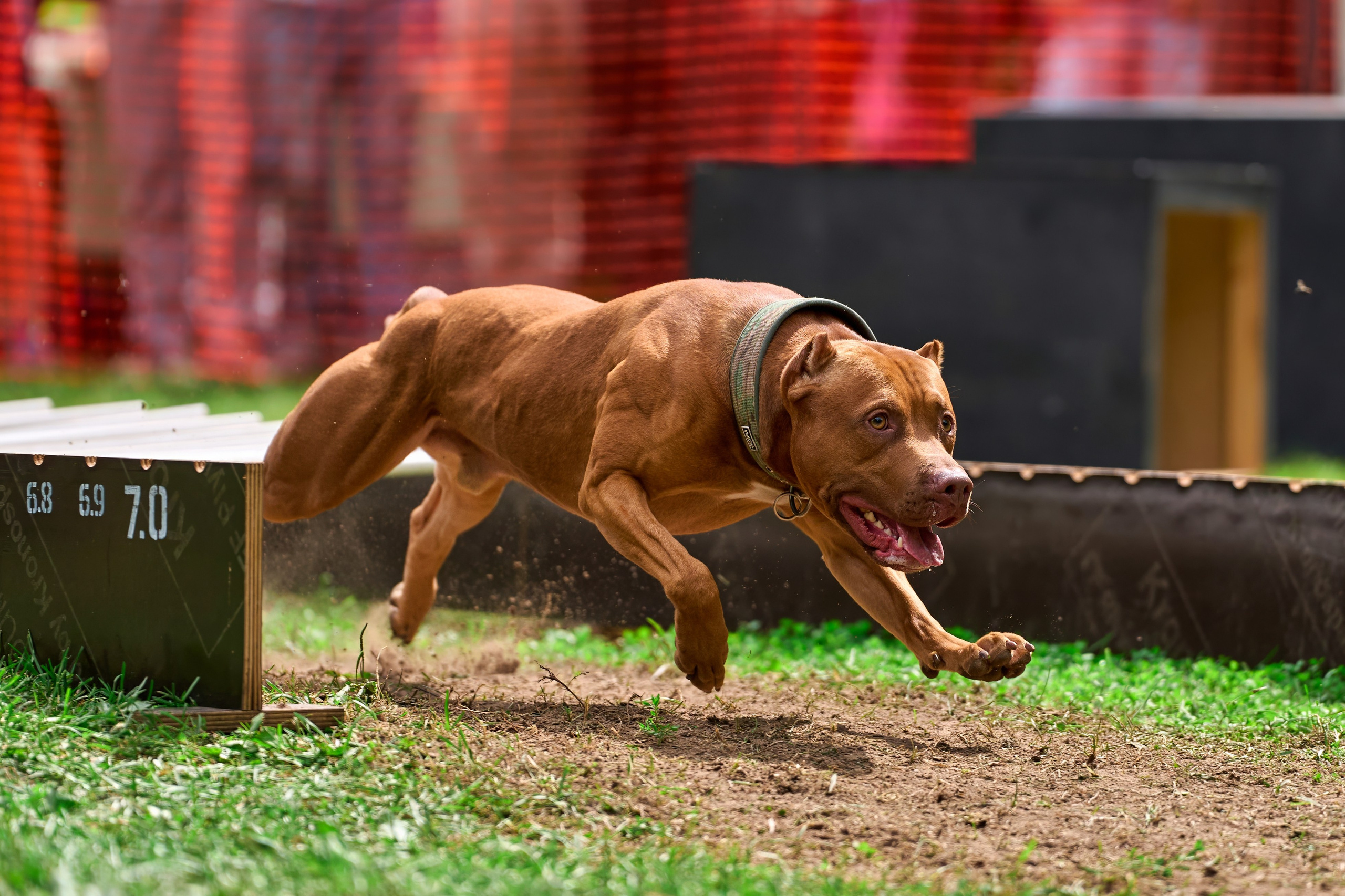 Jump'n'Gym JUMP! — 2024. Фотограф-анималист Михаил Манухин
