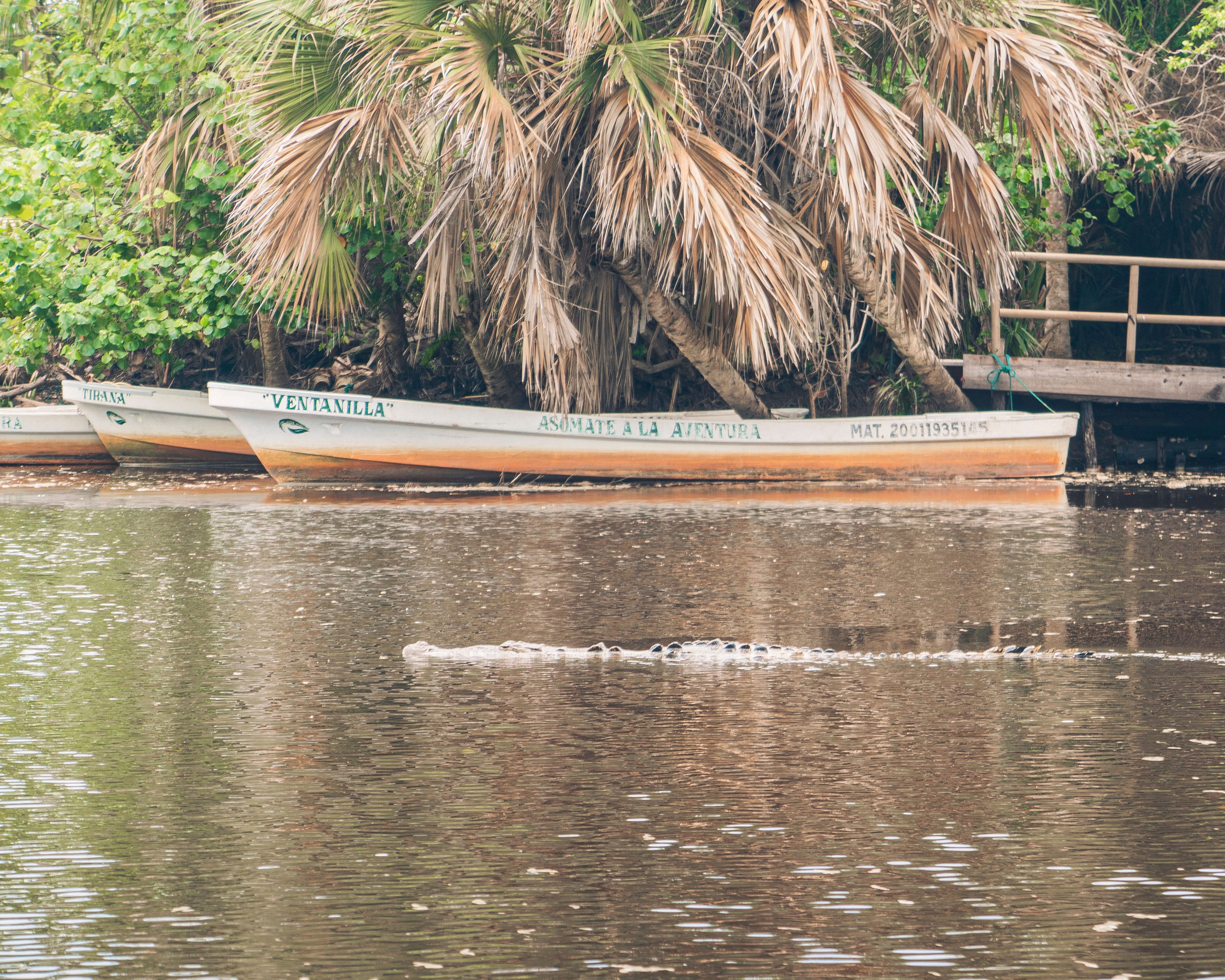 Crocos’ Paradise. CDMX Photography | Alex Klenin| Portrait & Event Photographer