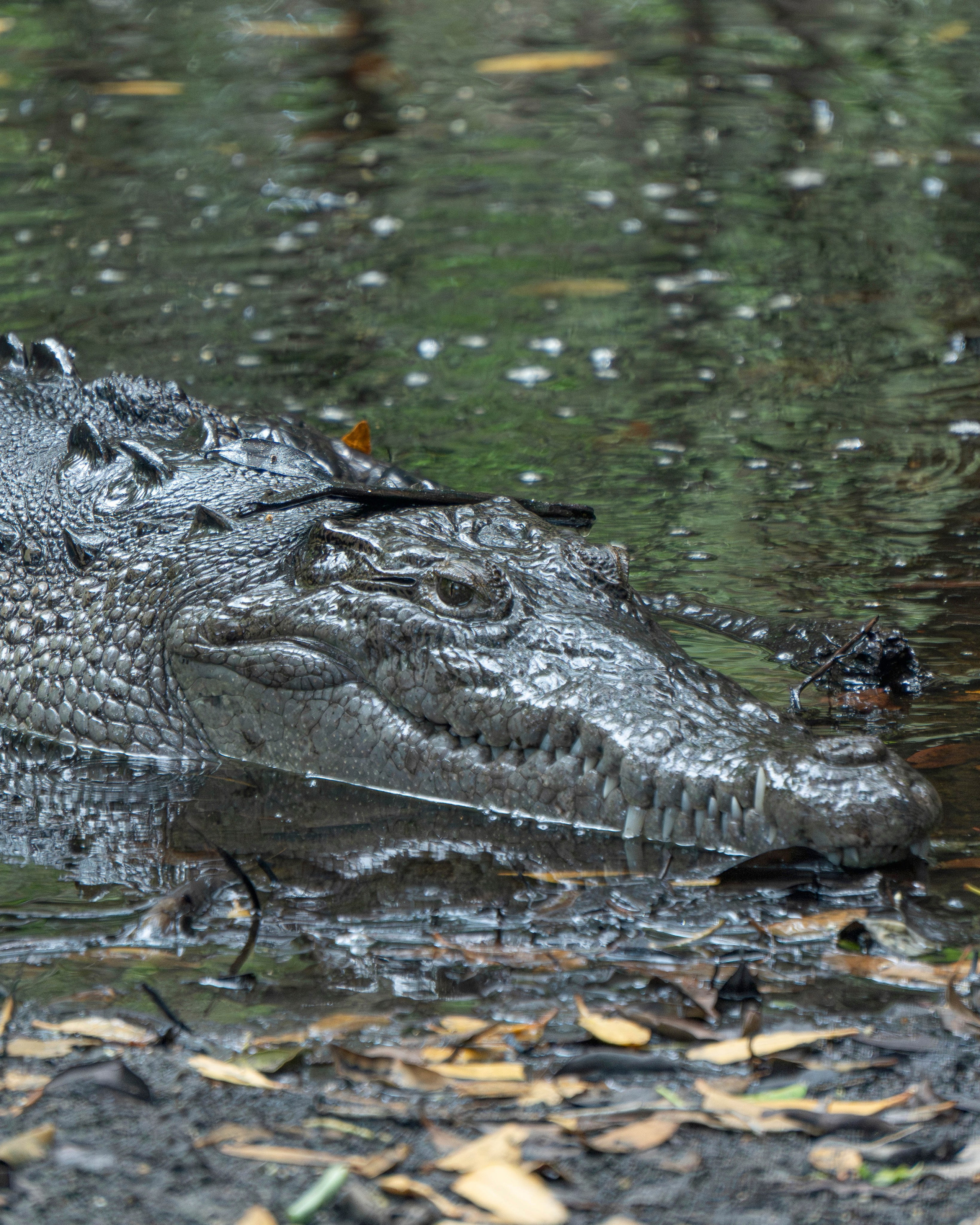 Crocos’ Paradise. CDMX Photography | Alex Klenin| Portrait & Event Photographer