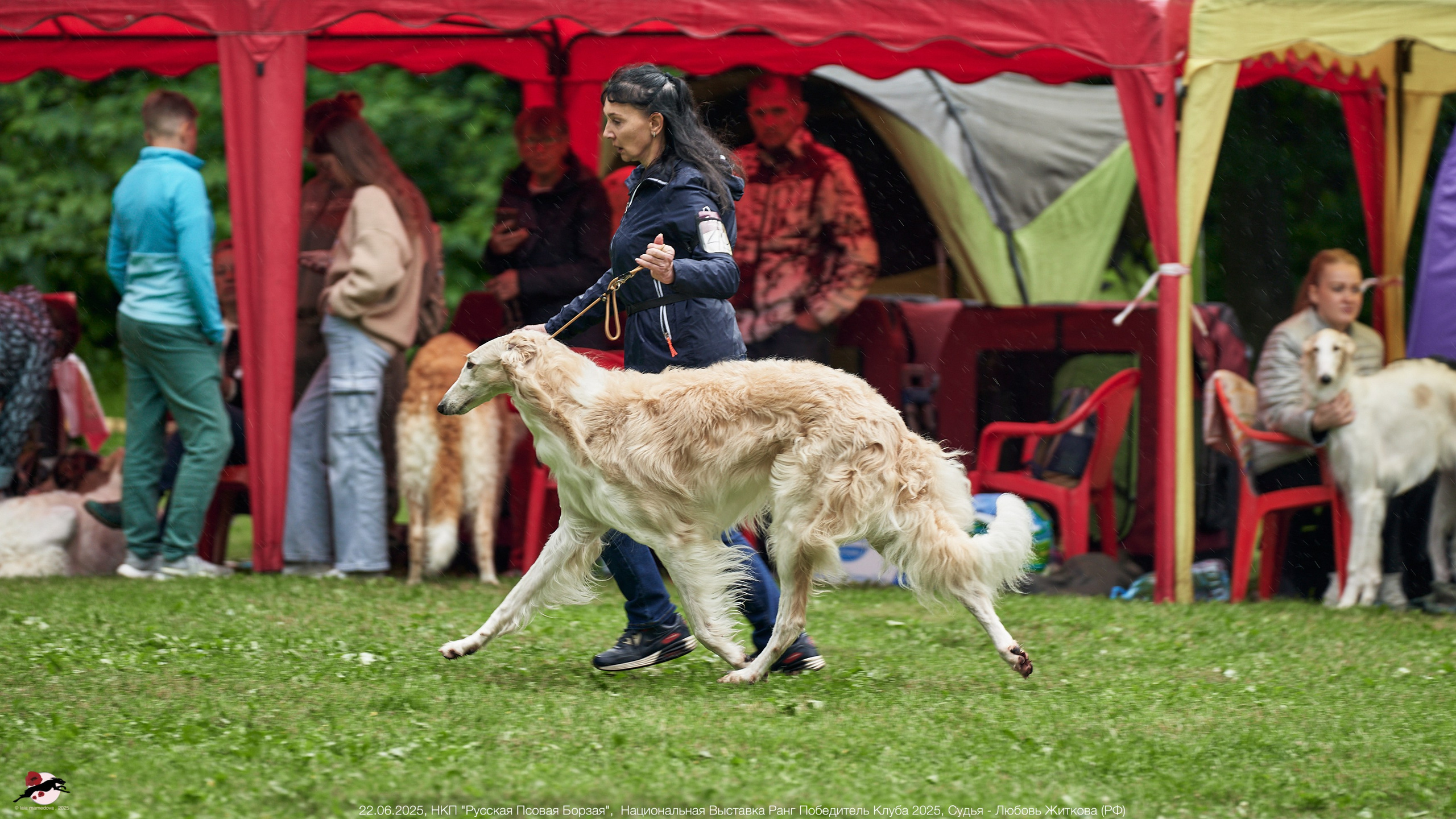 22.06.2025 | Национальная Выставка НКП "Русская Псовая Борзая"