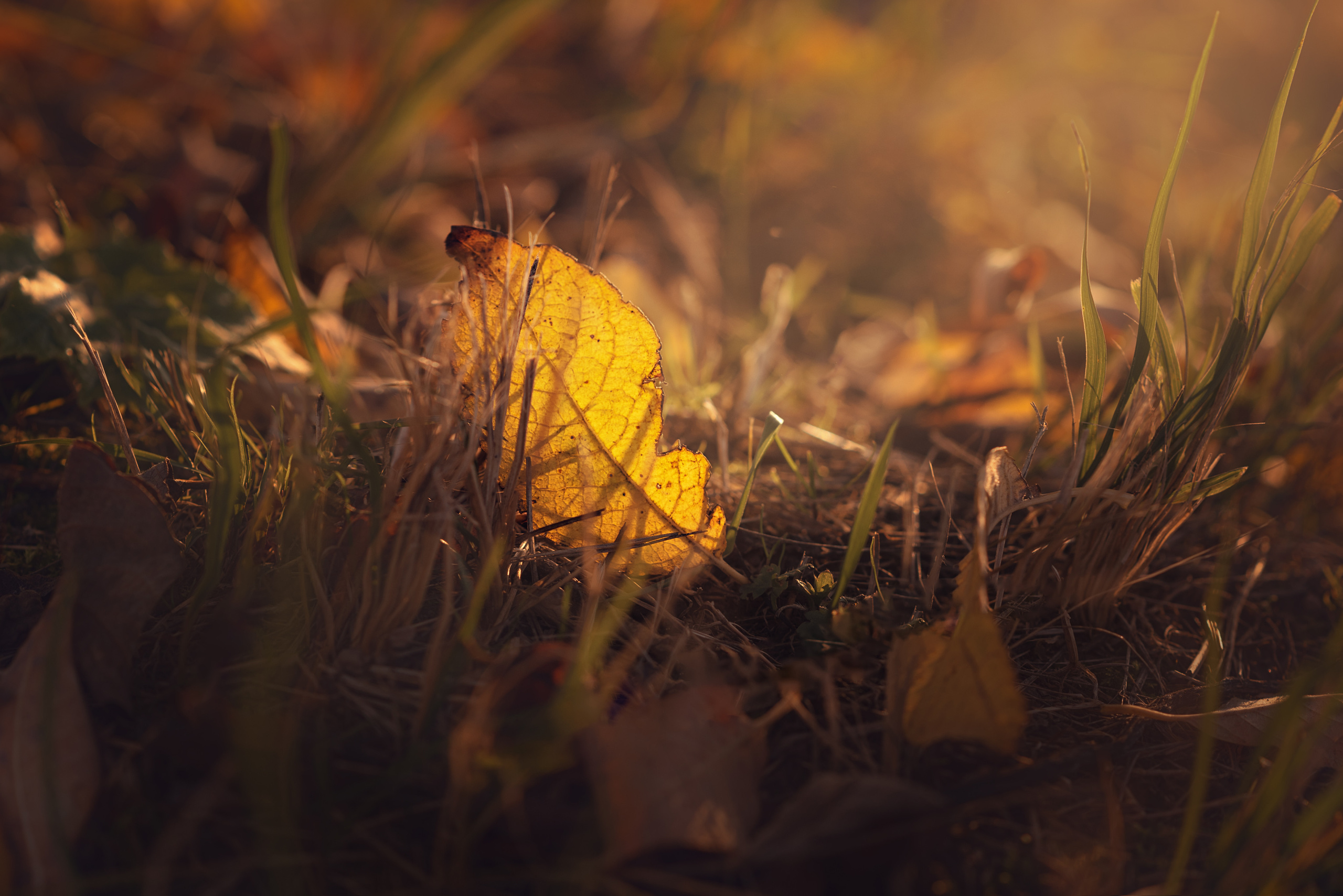 Мальчик и Лис. Душевная фотография от сердца к сердцу Марина Жиделева фотограф Москва