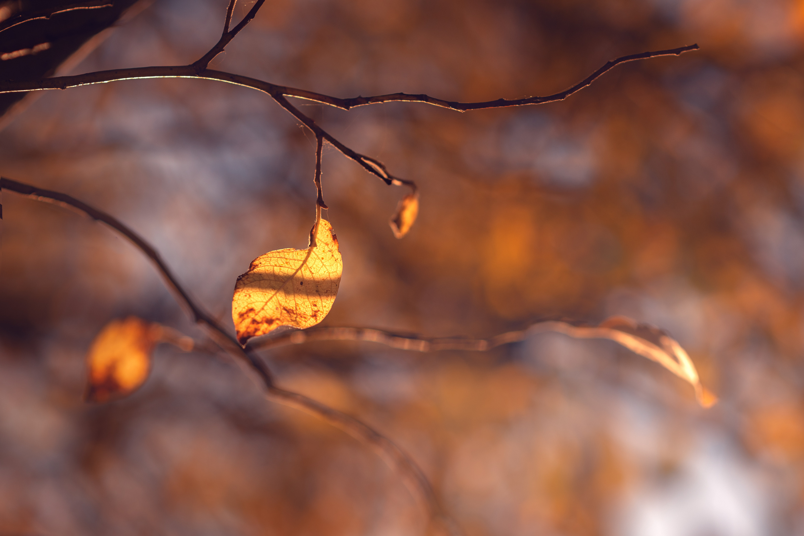 Мальчик и Лис. Душевная фотография от сердца к сердцу Марина Жиделева фотограф Москва