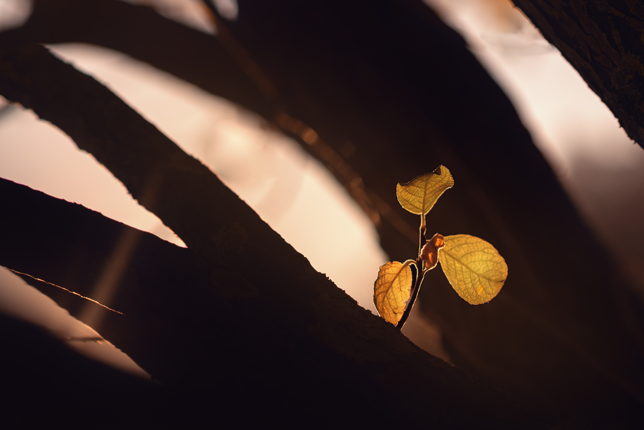 Мальчик и Лис. Душевная фотография от сердца к сердцу Марина Жиделева фотограф Москва