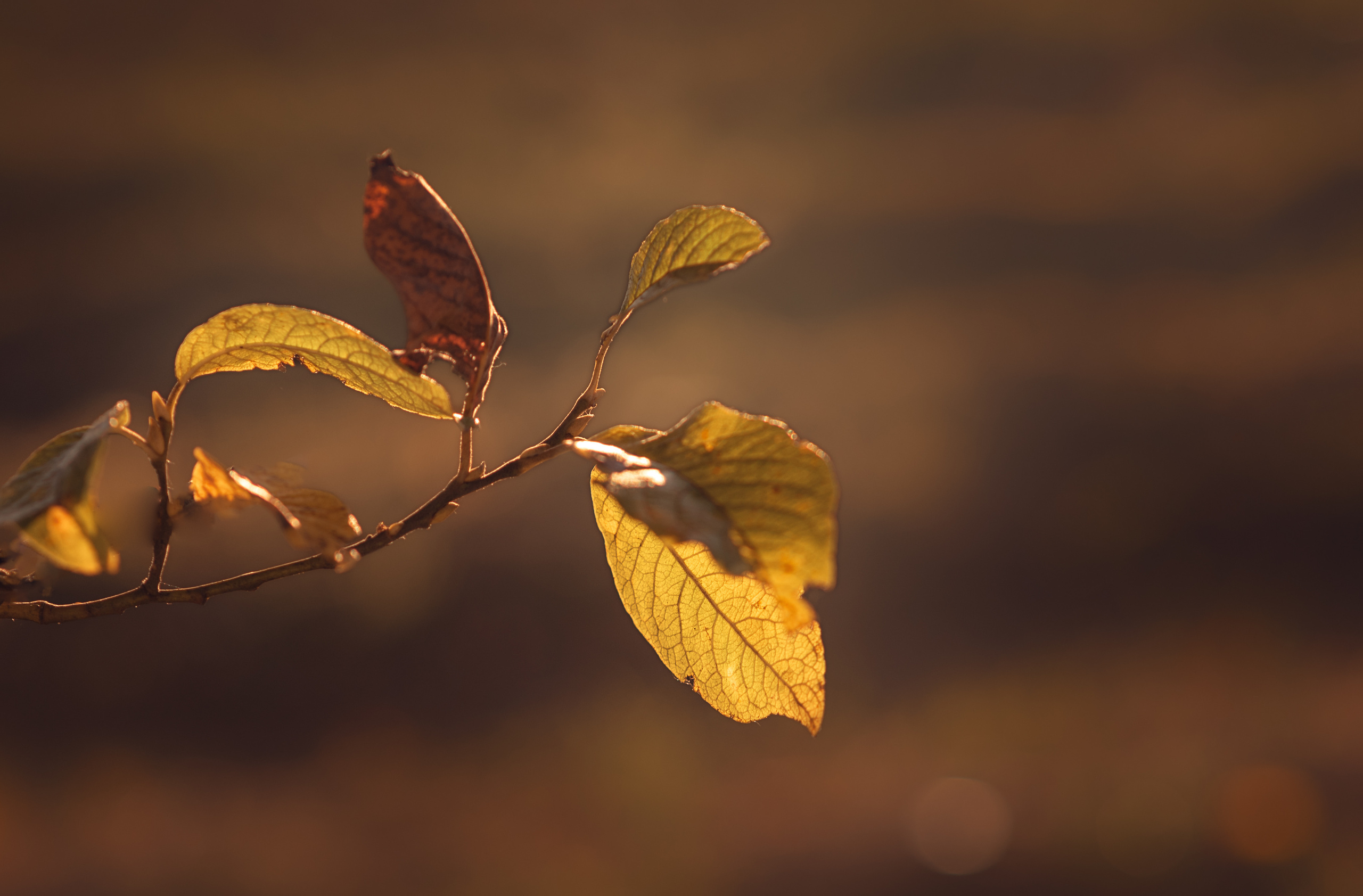 Мальчик и Лис. Душевная фотография от сердца к сердцу Марина Жиделева фотограф Москва