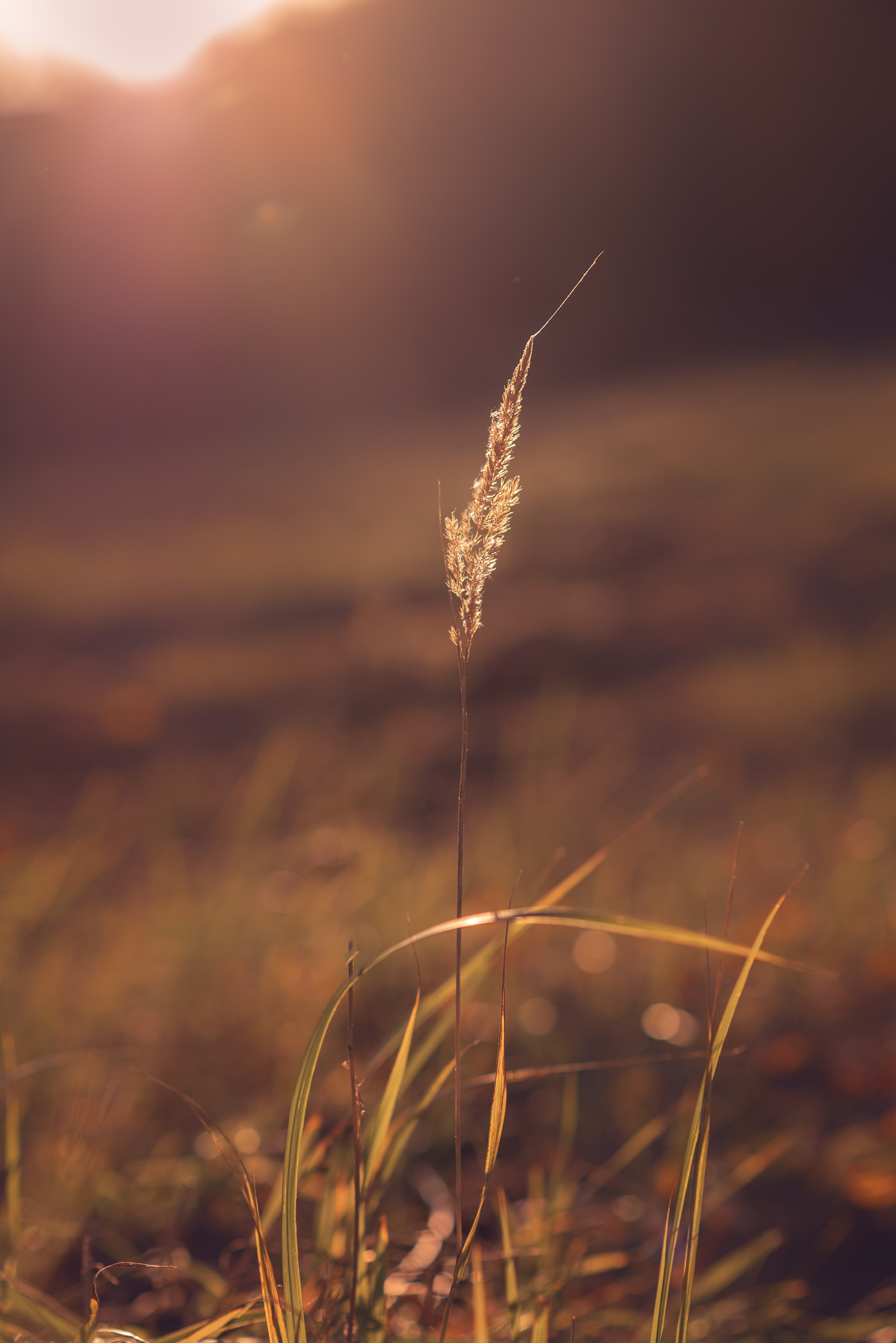 Мальчик и Лис. Душевная фотография от сердца к сердцу Марина Жиделева фотограф Москва