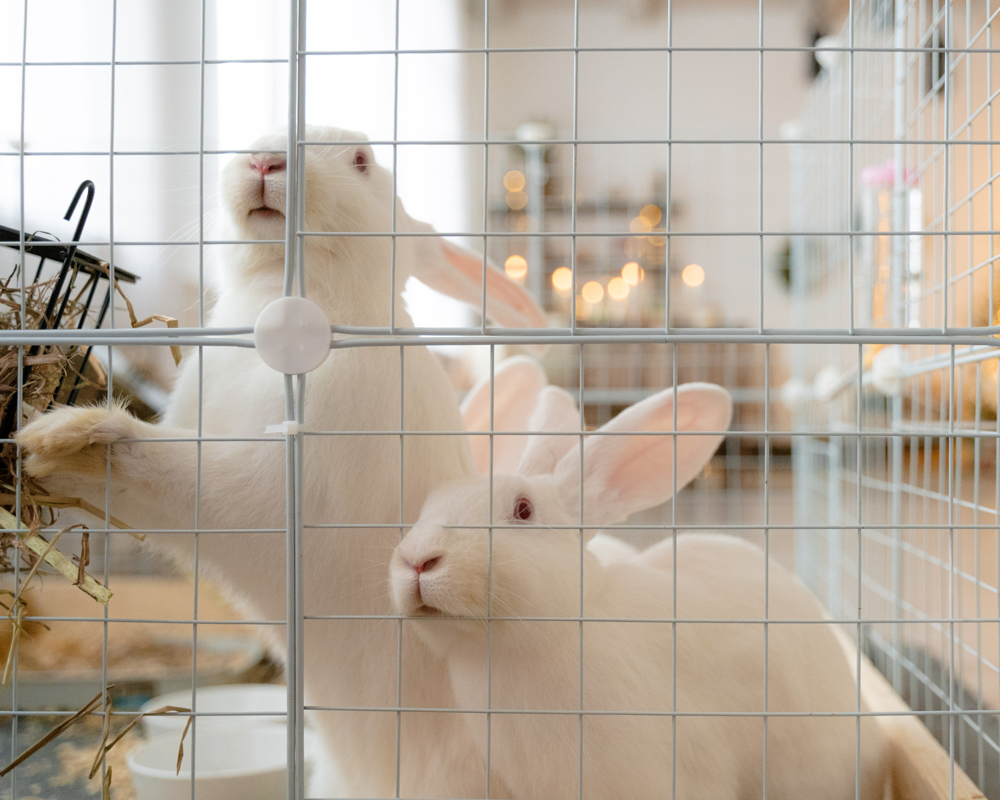 Фотостудия Молоко в Минске